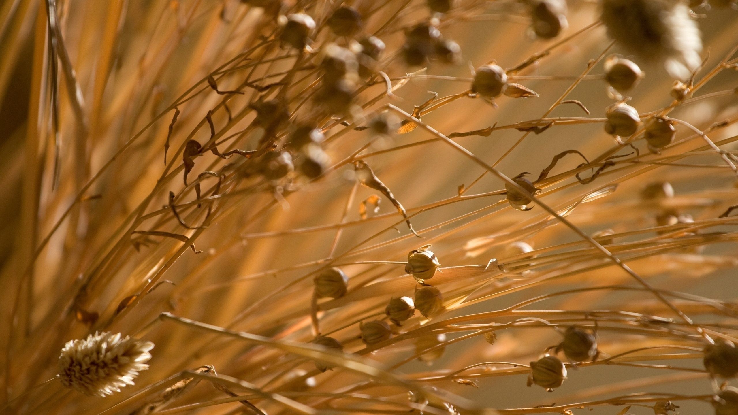 Download mobile wallpaper Grass, Macro, Wind, Autumn, Dry for free.