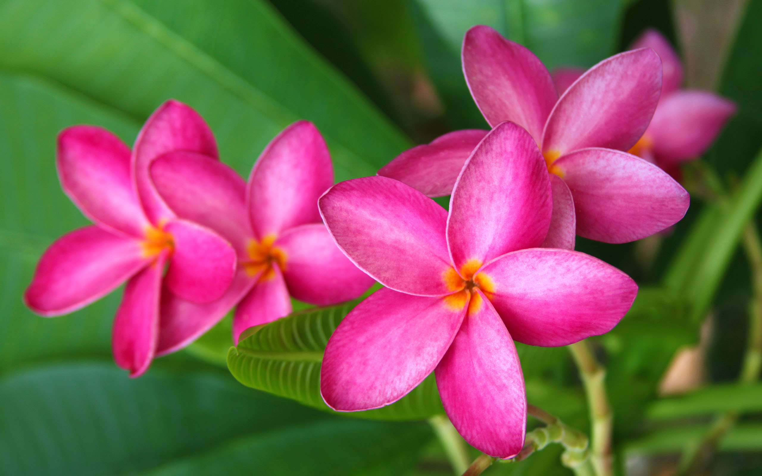 Laden Sie das Blumen, Blume, Frangipani, Erde/natur, Pinke Blume-Bild kostenlos auf Ihren PC-Desktop herunter
