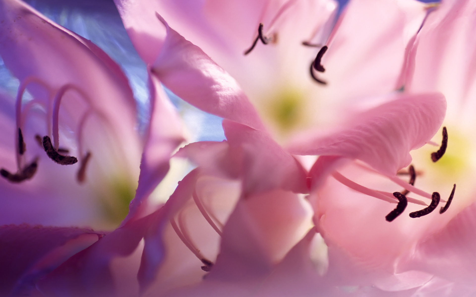 Free download wallpaper Flowers, Flower, Earth on your PC desktop