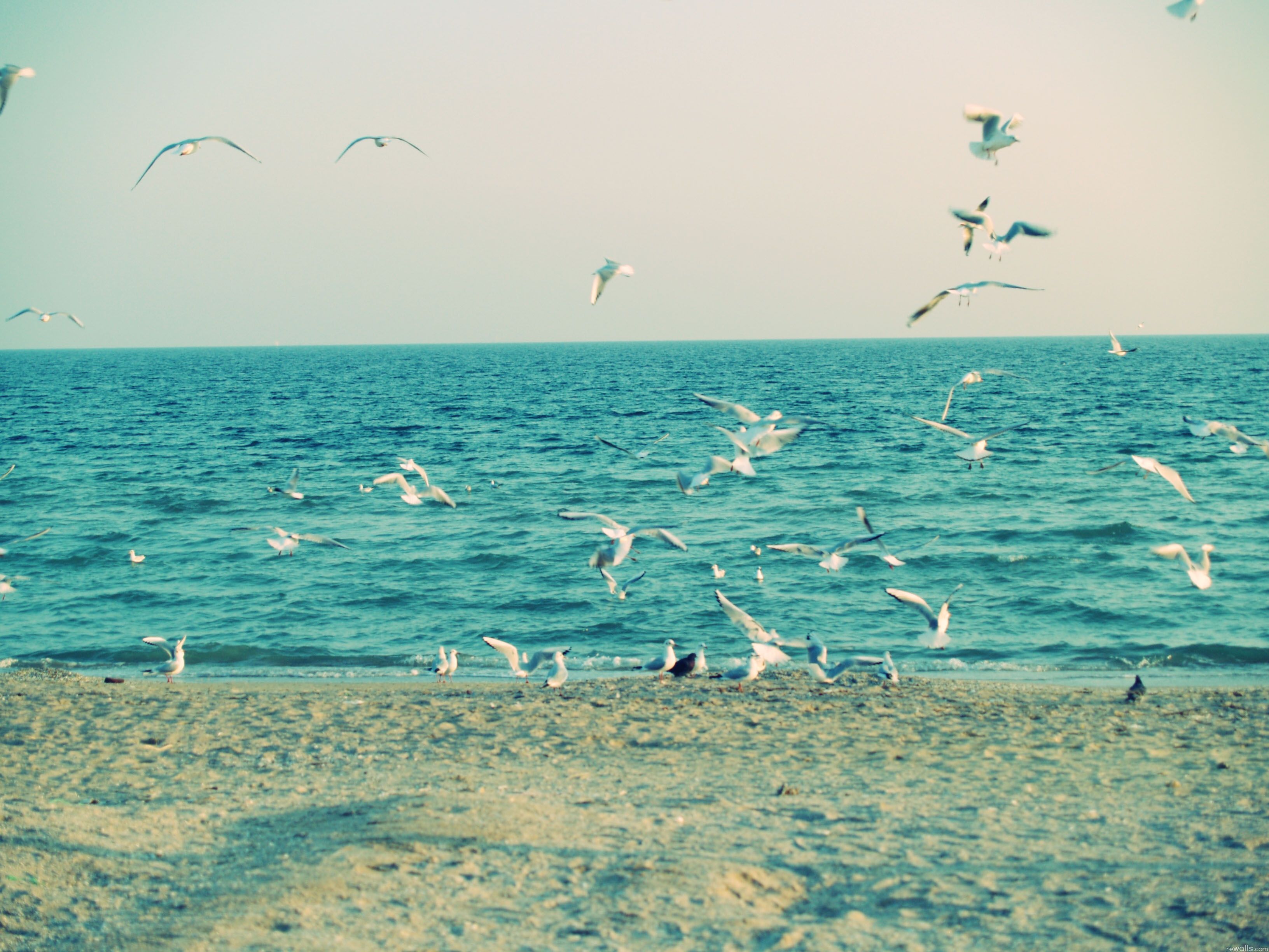 Free download wallpaper Sea, Shore, Bank, Animals, Seagulls, Waves, Sand on your PC desktop