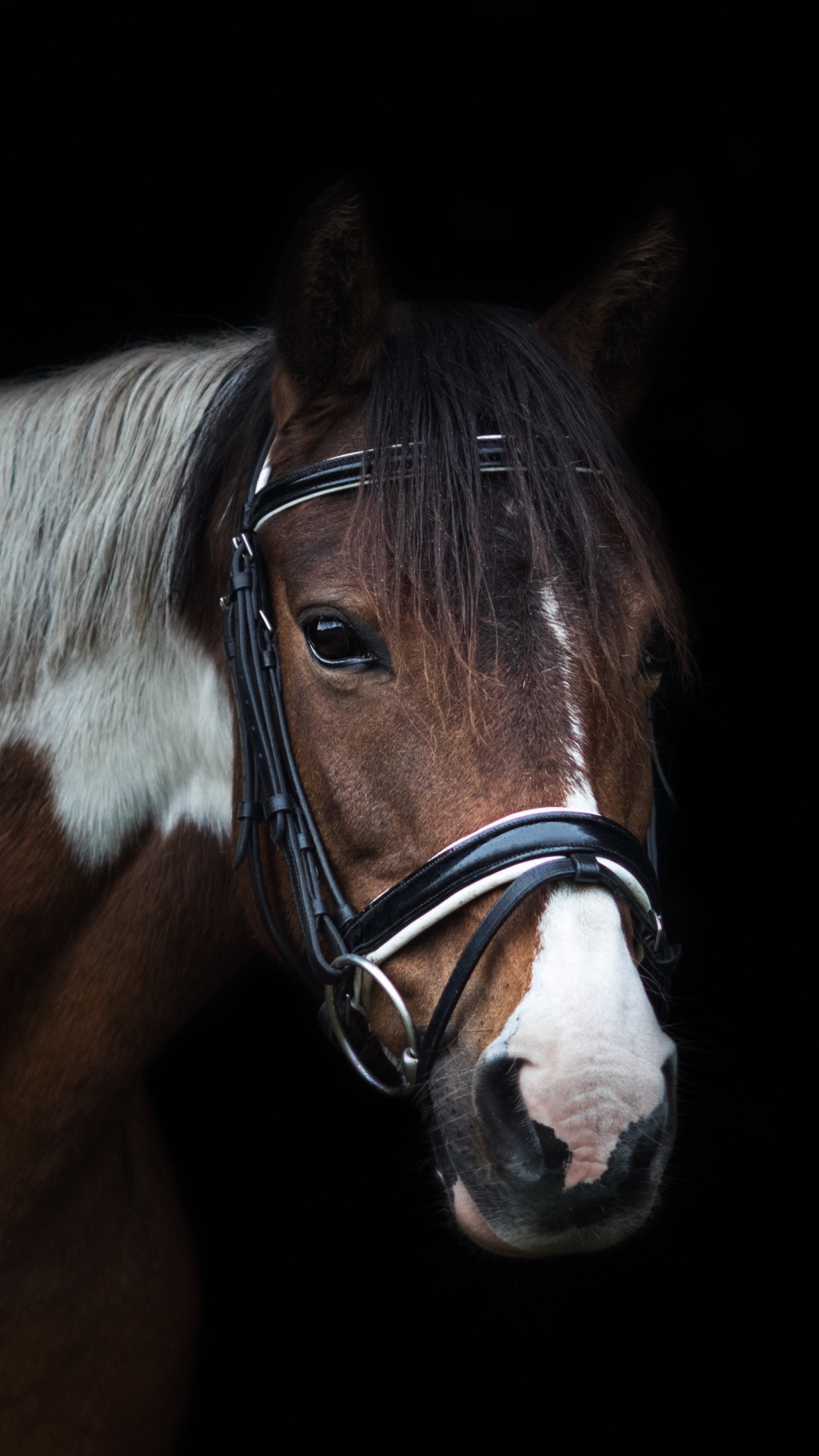 Handy-Wallpaper Tiere, Hauspferd kostenlos herunterladen.