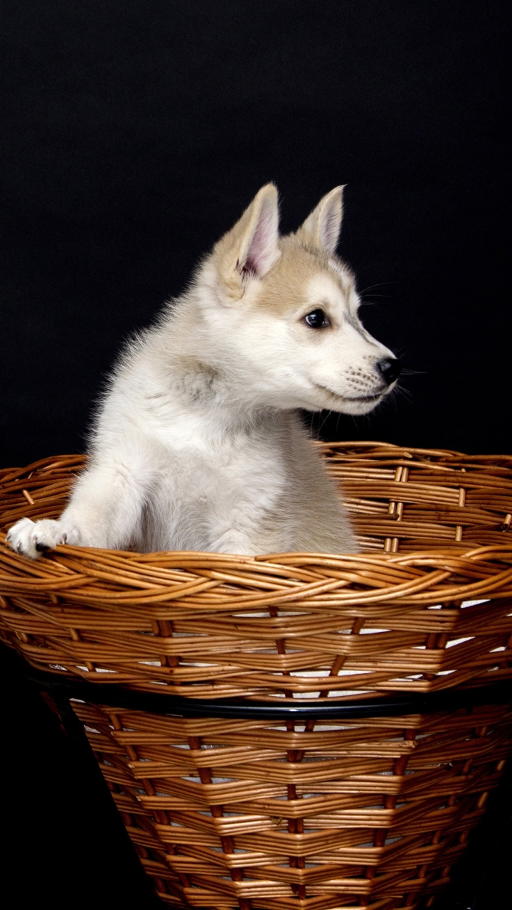 Download mobile wallpaper Dog, Animal, Puppy, Swiss Shepherd, Baby Animal for free.