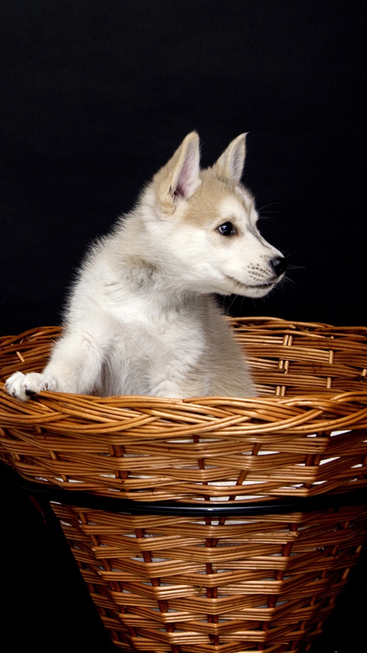 Handy-Wallpaper Tiere, Hund, Welpen, Tierbaby, Berger Blanc Suisse, Welpe kostenlos herunterladen.