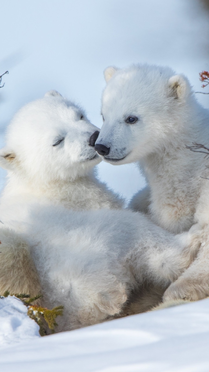 Download mobile wallpaper Bears, Bear, Animal, Polar Bear, Baby Animal, Cub for free.