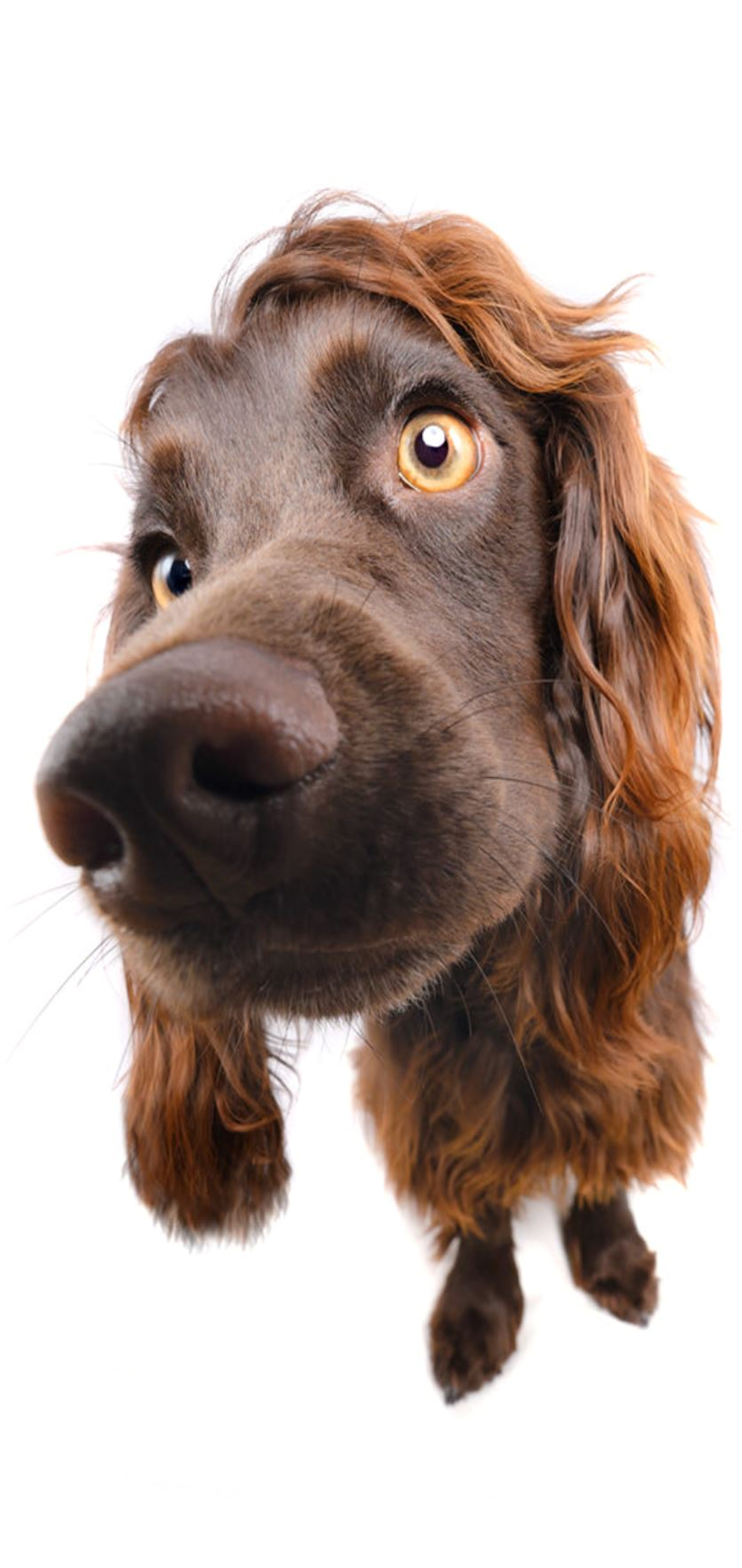 Baixe gratuitamente a imagem Animais, Cães, Cocker Spaniel Inglês na área de trabalho do seu PC