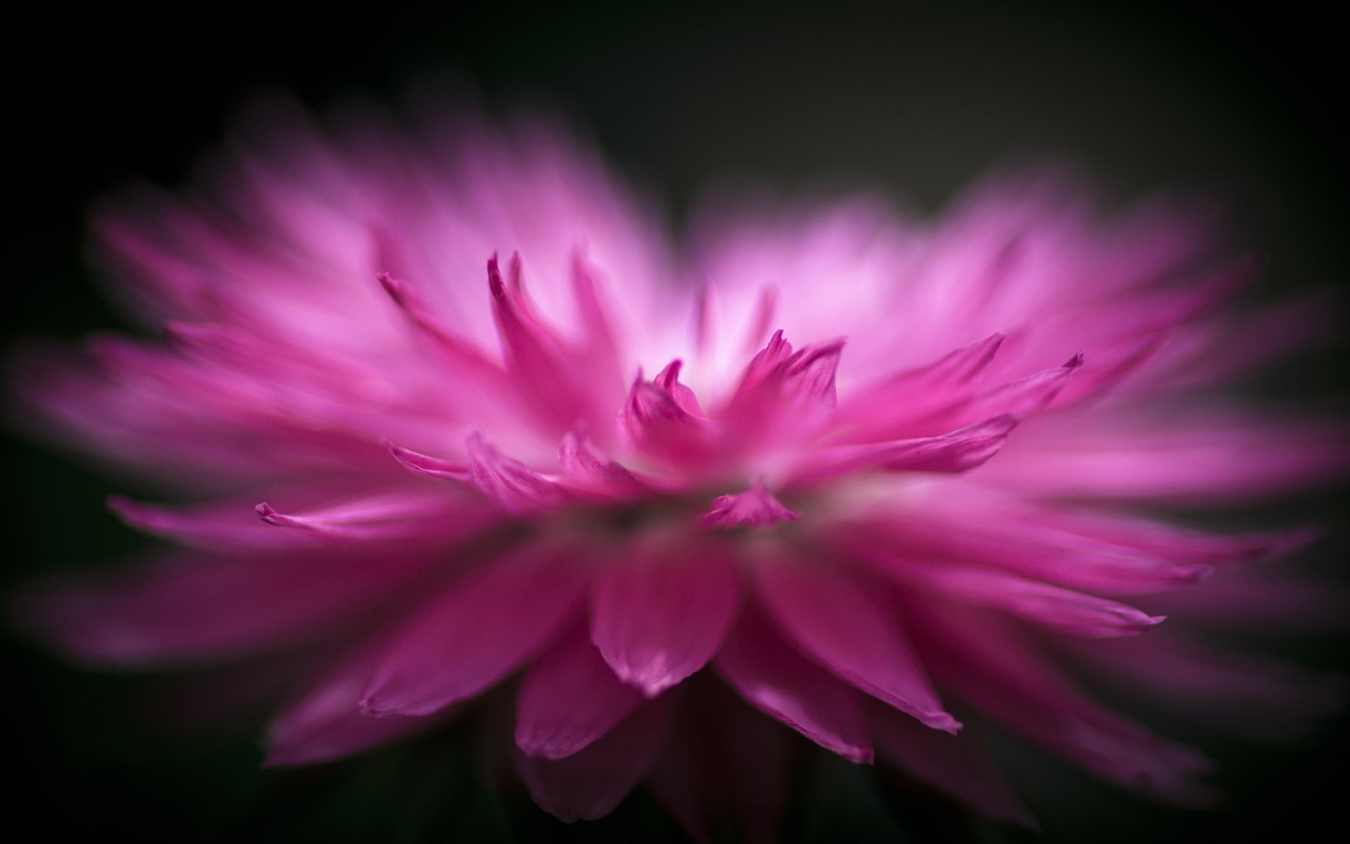 Téléchargez gratuitement l'image Fleurs, Fleur, Terre/nature sur le bureau de votre PC