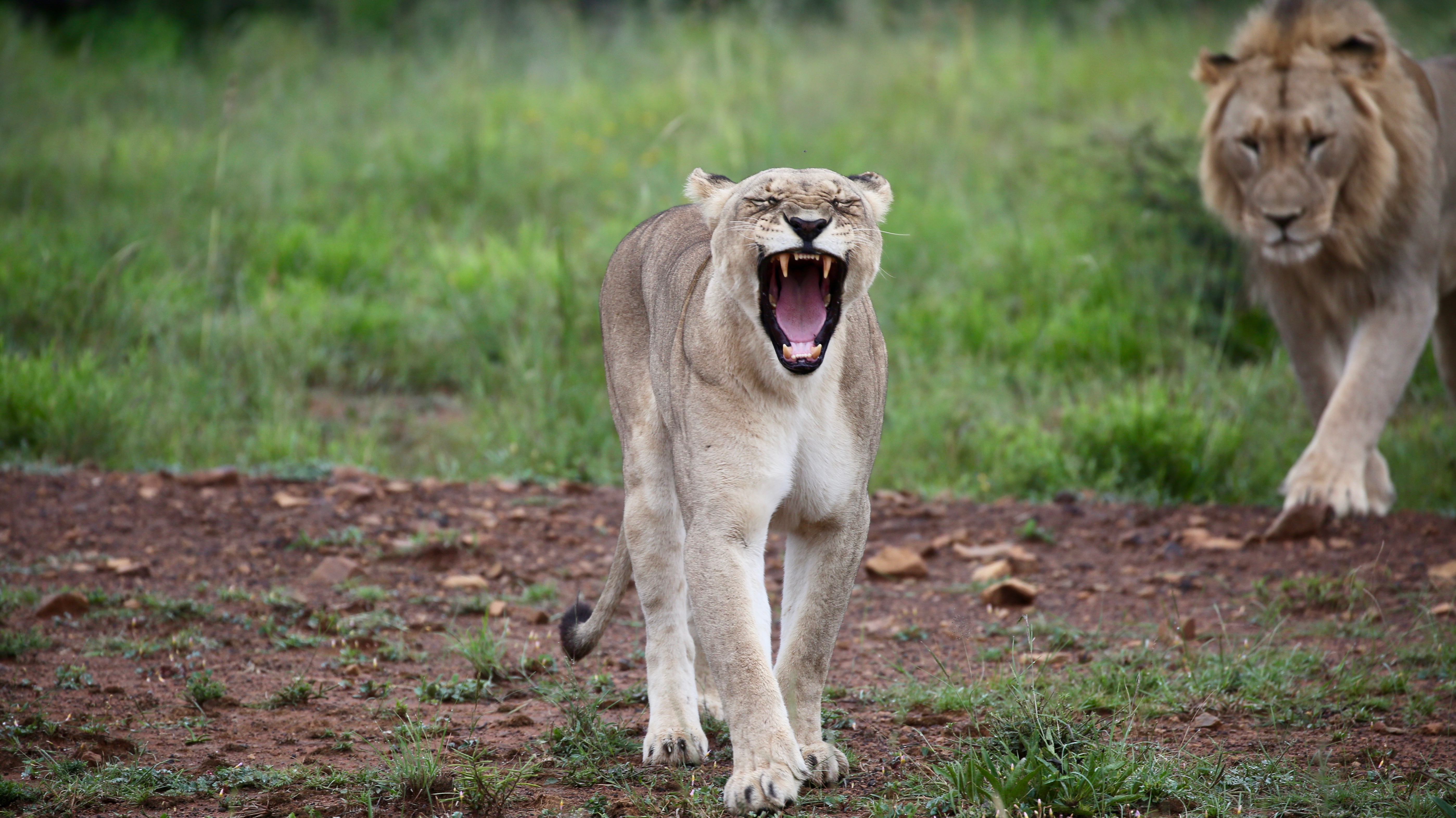 Cool Wallpapers animals, predator, lioness, fangs, to fall, mouth