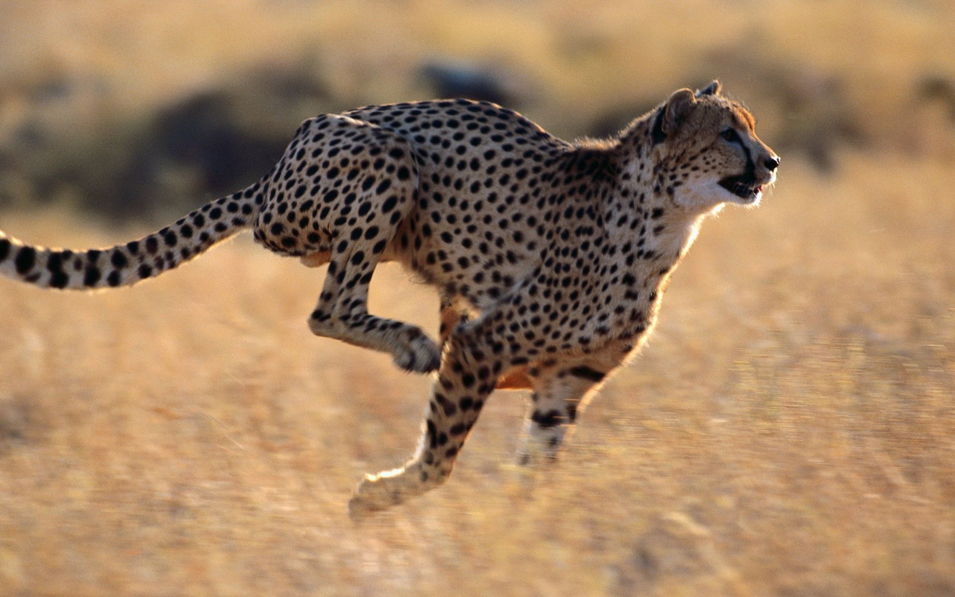 131918 скачать обои гепард, животные, скорость, бег - заставки и картинки бесплатно