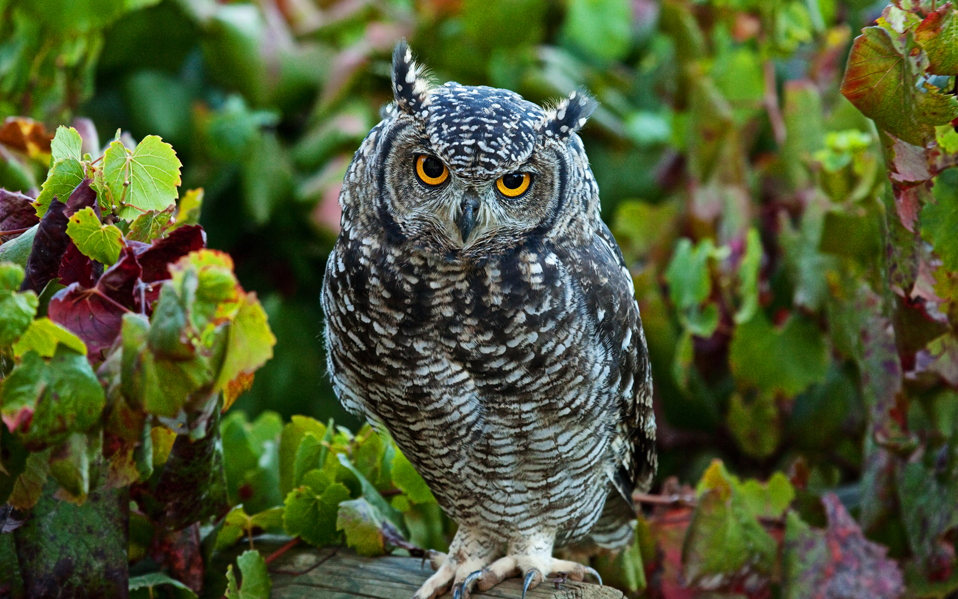Download mobile wallpaper Owl, Close Up, Branch, Animal, Great Horned Owl for free.
