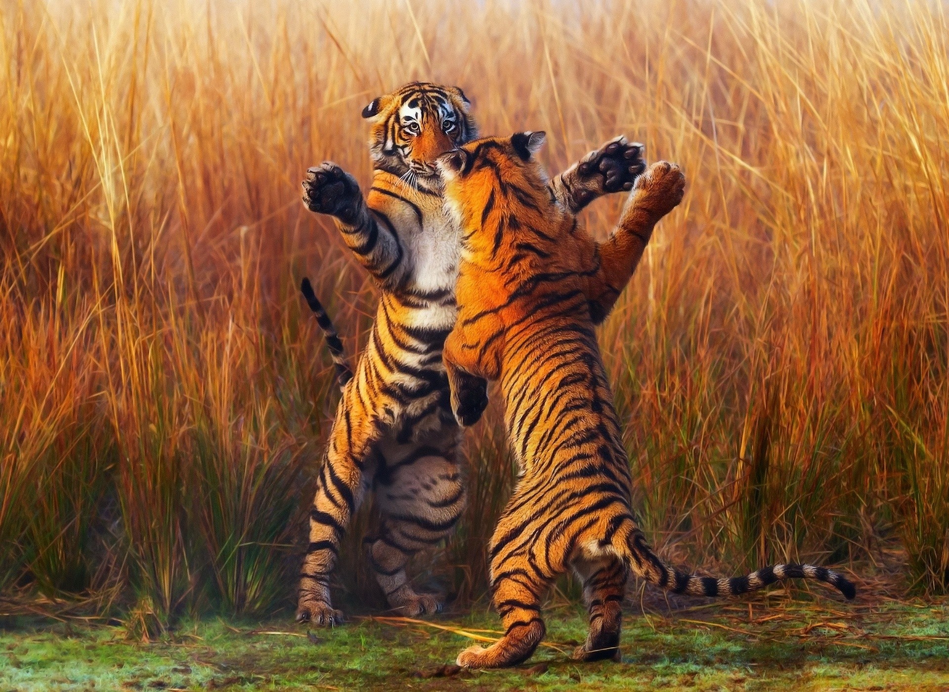 Free download wallpaper Cats, Tiger, Animal on your PC desktop