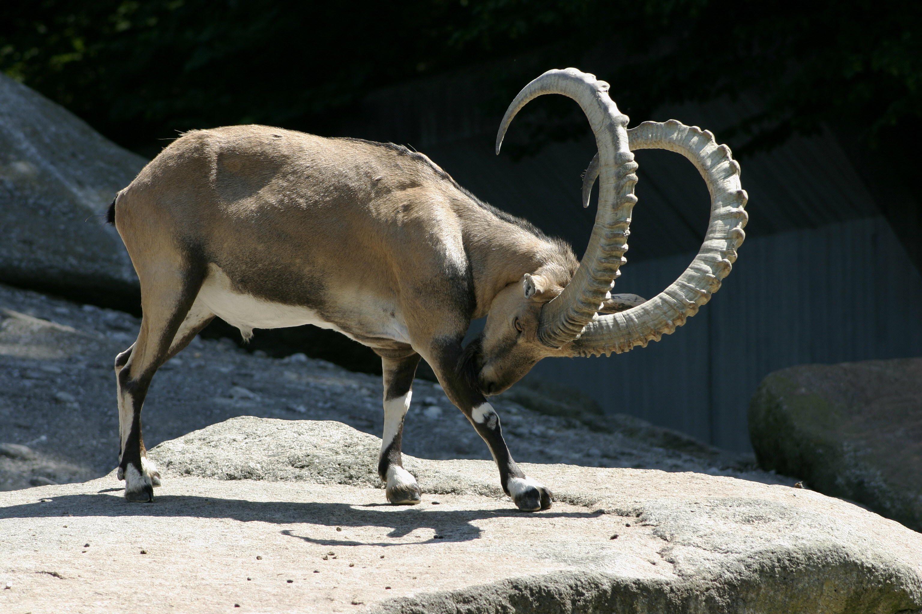 alpine ibex, animal