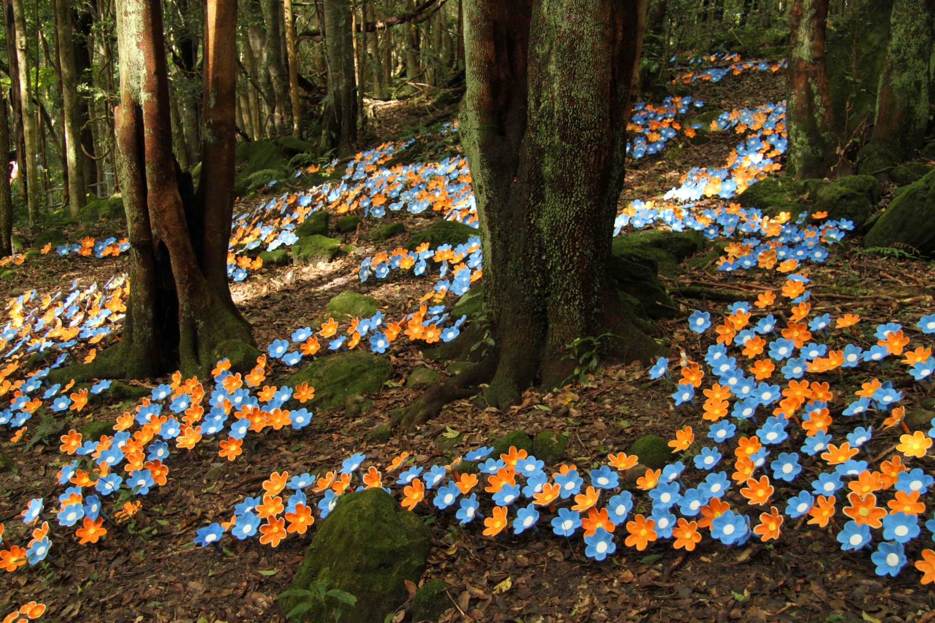 Handy-Wallpaper Natur, Blume, Wald, Gänseblümchen, Menschengemacht kostenlos herunterladen.