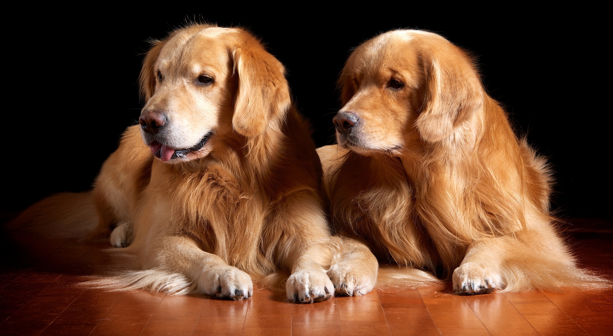 PCデスクトップに動物, 犬, 子犬, ゴールデンレトリバー画像を無料でダウンロード