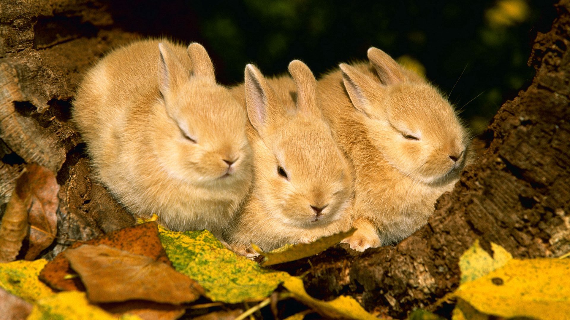 143100 Bild herunterladen kaninchen, tiere, süß, schlafen, traum, drei, niedlich - Hintergrundbilder und Bildschirmschoner kostenlos