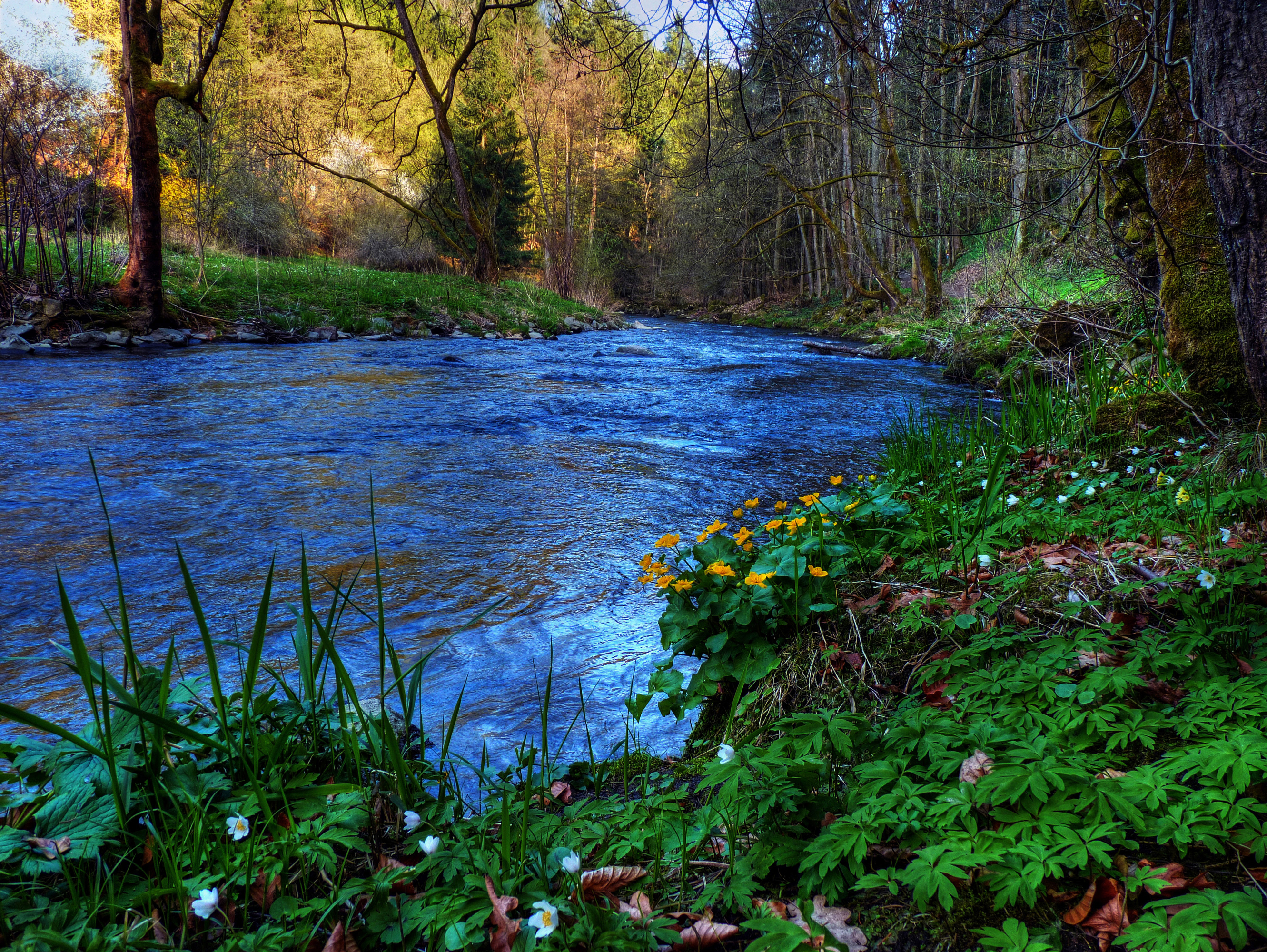 Скачать обои бесплатно Река, Цветок, Лес, Зеленый, Весна, Земля/природа картинка на рабочий стол ПК