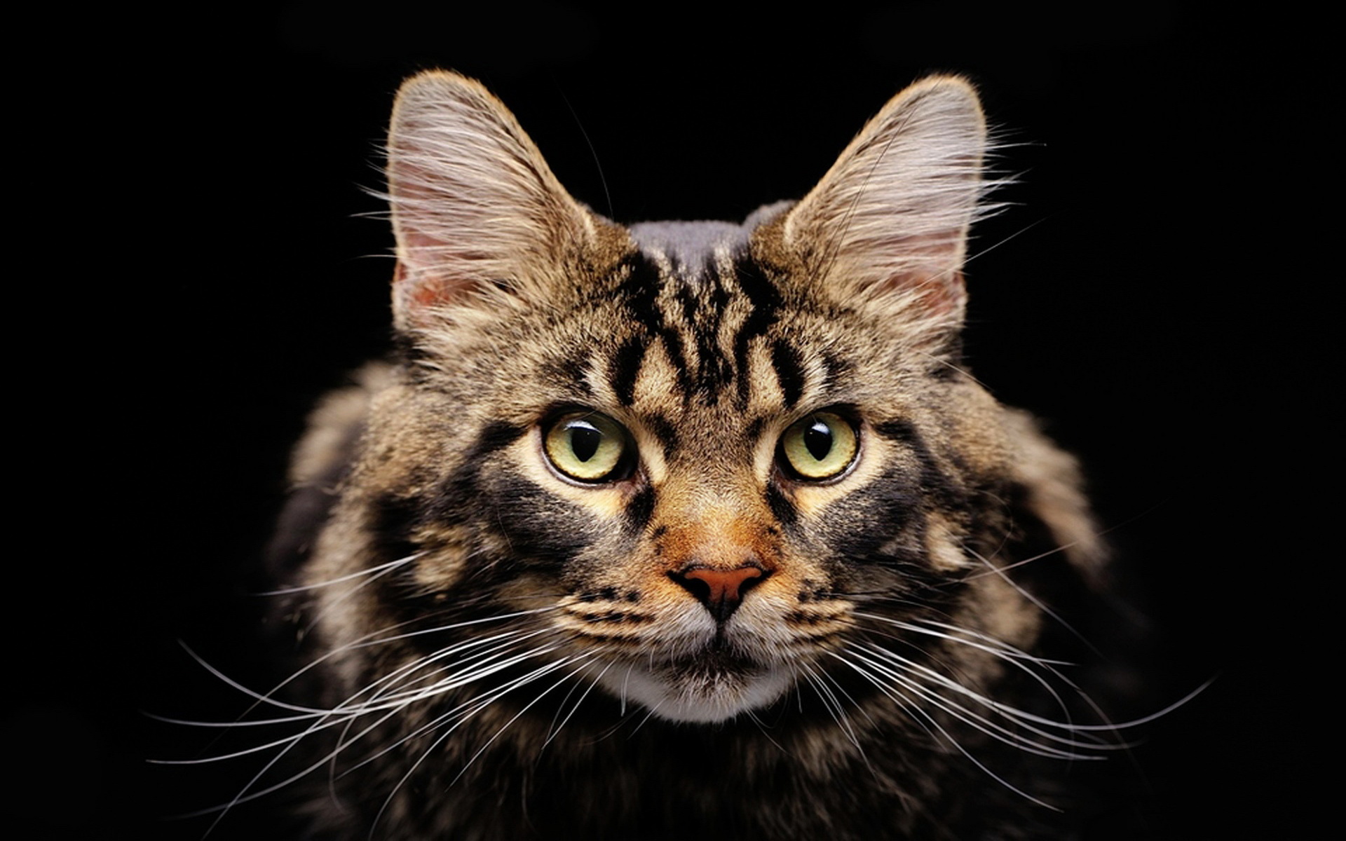 Baixe gratuitamente a imagem Animais, Gatos, Gato na área de trabalho do seu PC