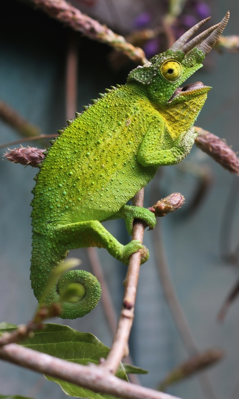 Download mobile wallpaper Animal, Lizard, Reptile, Chameleon, Reptiles, Jackson's Chameleon for free.