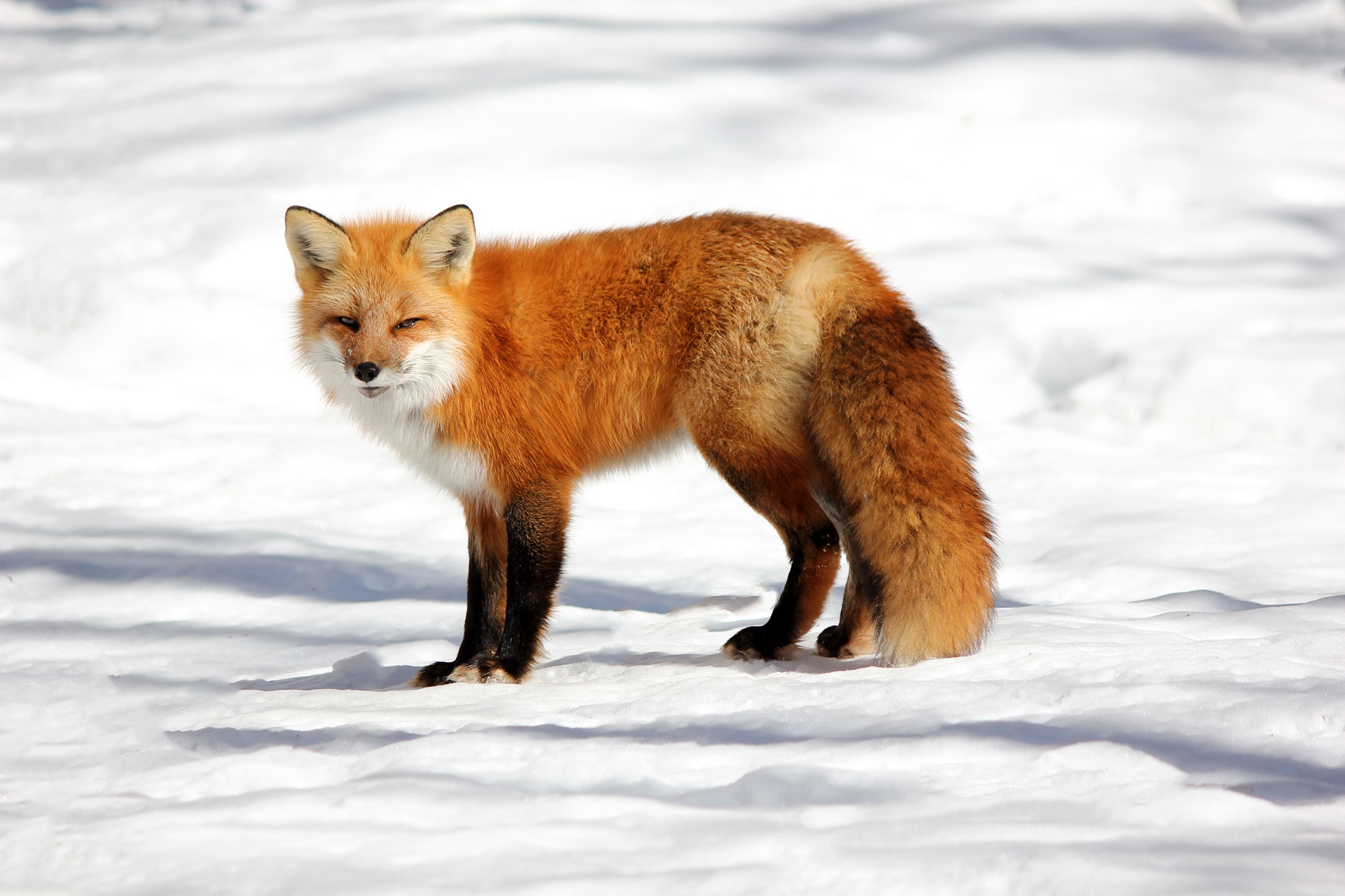 Download mobile wallpaper Winter, Snow, Fox, Animal for free.