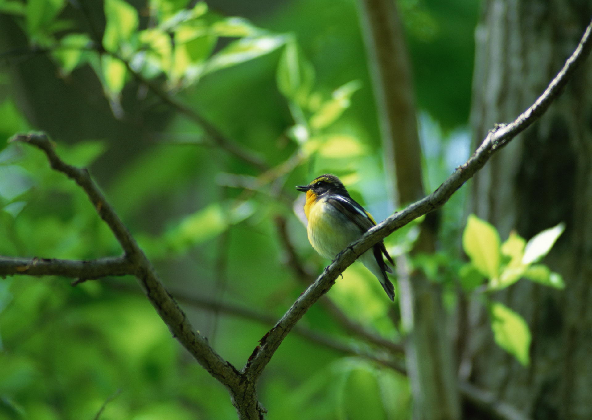 Free download wallpaper Bird, Birds, Animal on your PC desktop