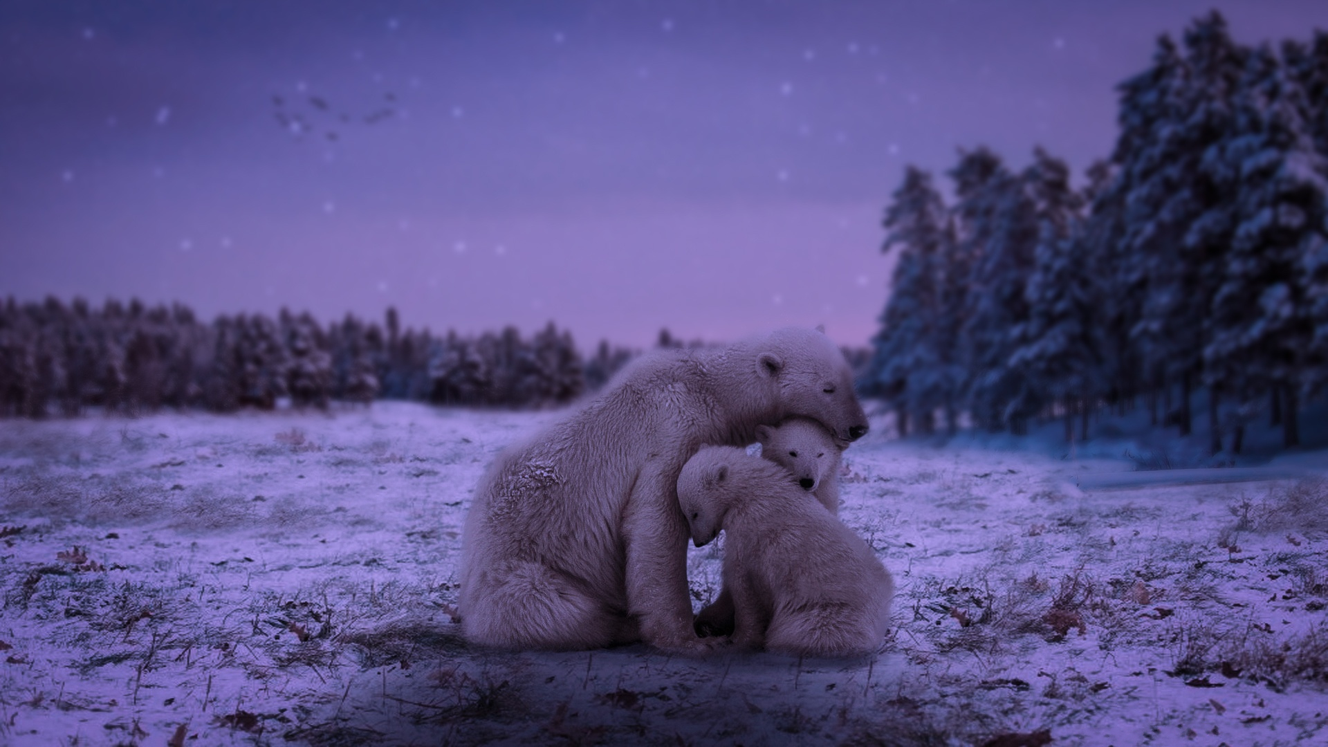 Download mobile wallpaper Bears, Love, Bear, Animal, Polar Bear, Cub for free.