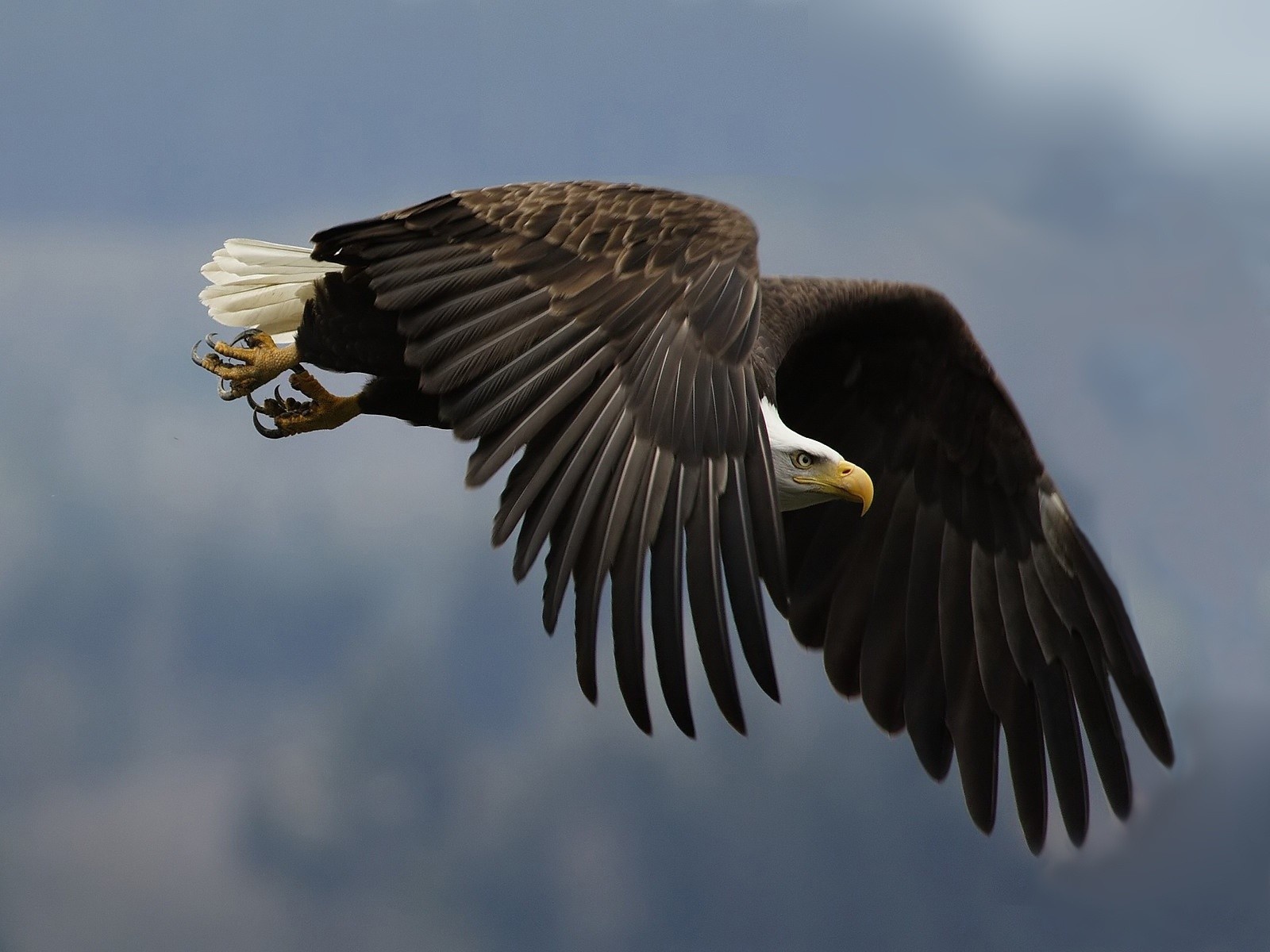 1436523 descargar fondo de pantalla animales, águila calva, pájaro: protectores de pantalla e imágenes gratis