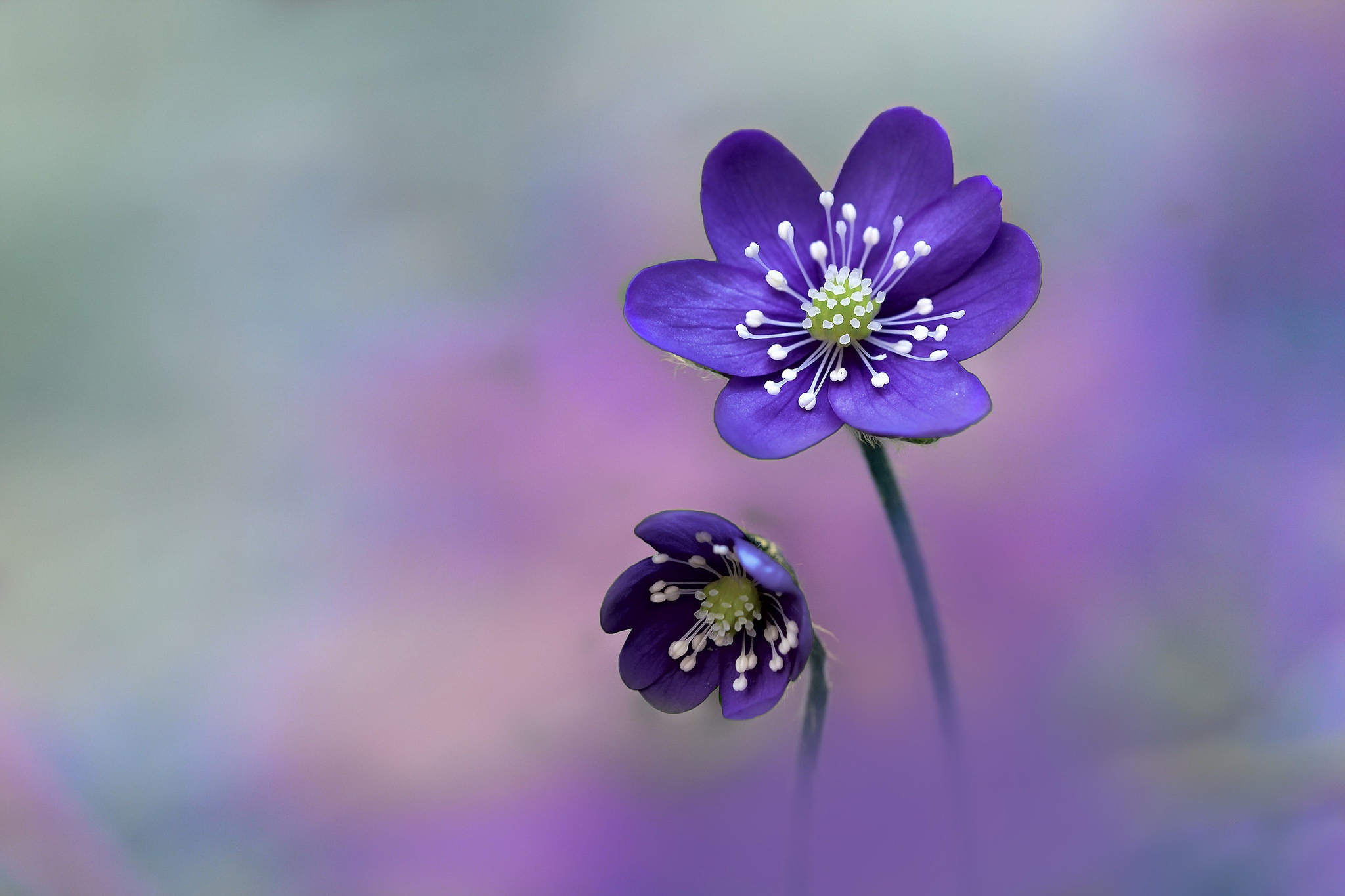 PCデスクトップに自然, フラワーズ, 花, 大きい, 地球, ぼかし, 紫色の花画像を無料でダウンロード