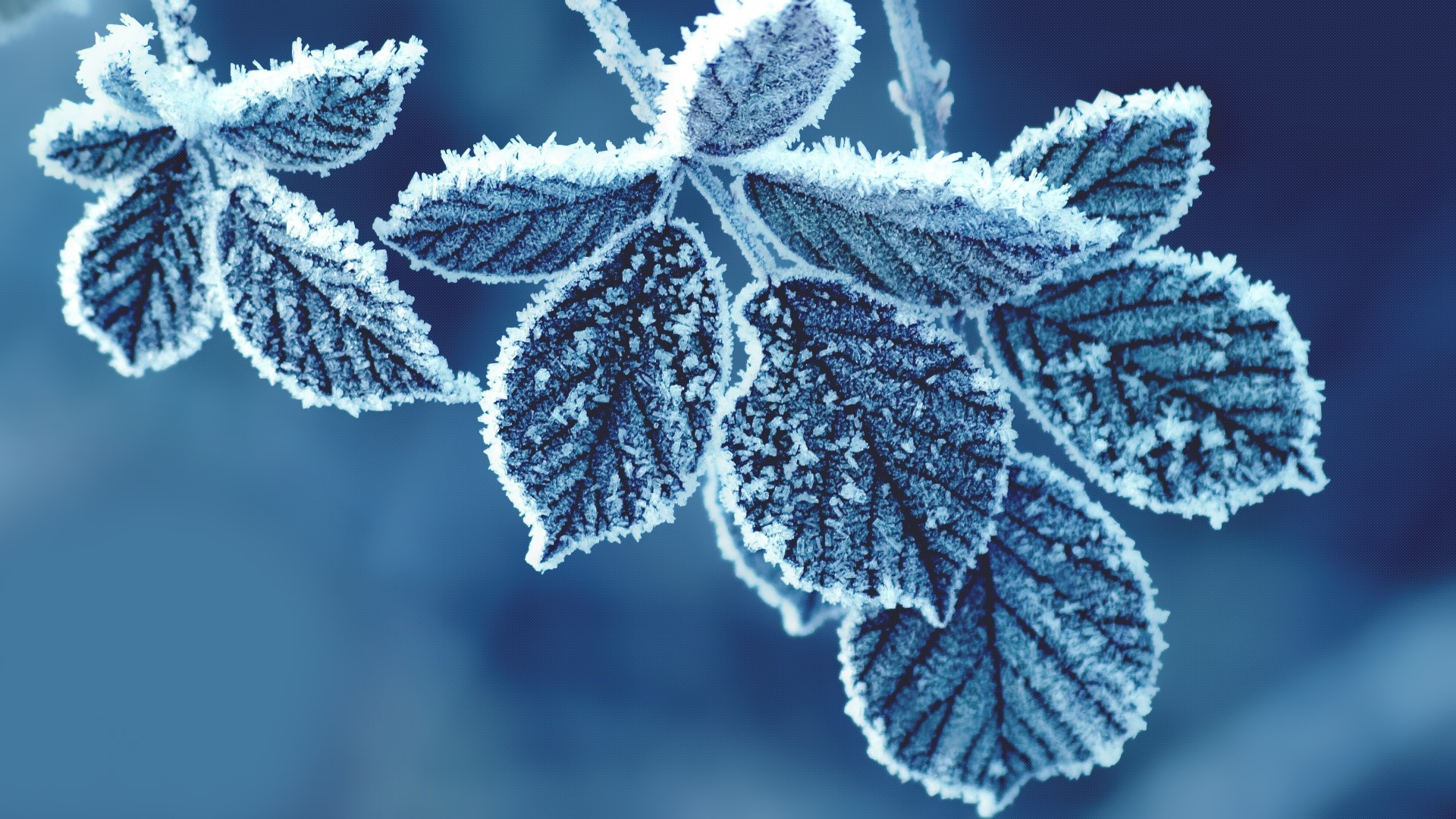 Handy-Wallpaper Winter, Natur, Blatt, Frost, Erde/natur kostenlos herunterladen.