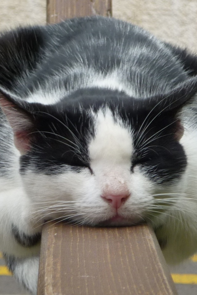 Baixar papel de parede para celular de Animais, Gatos, Gato, Dormindo gratuito.