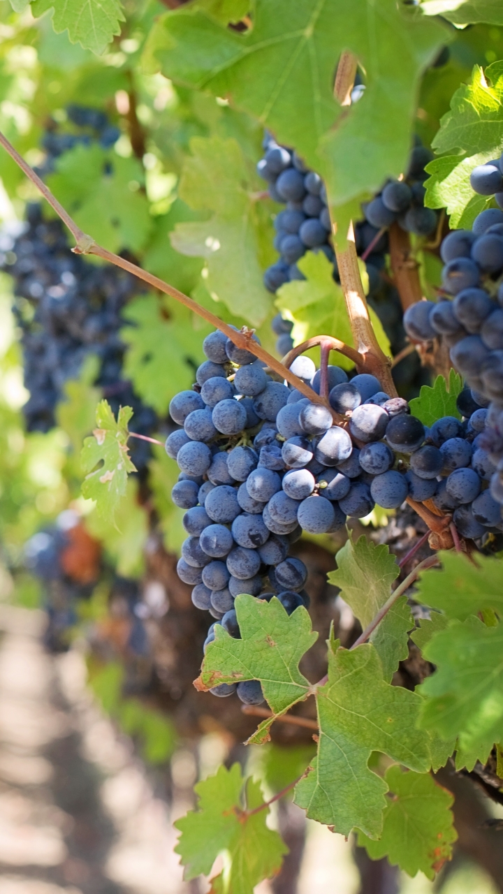 Download mobile wallpaper Nature, Fruits, Food, Grapes, Fruit, Sunny, Depth Of Field for free.