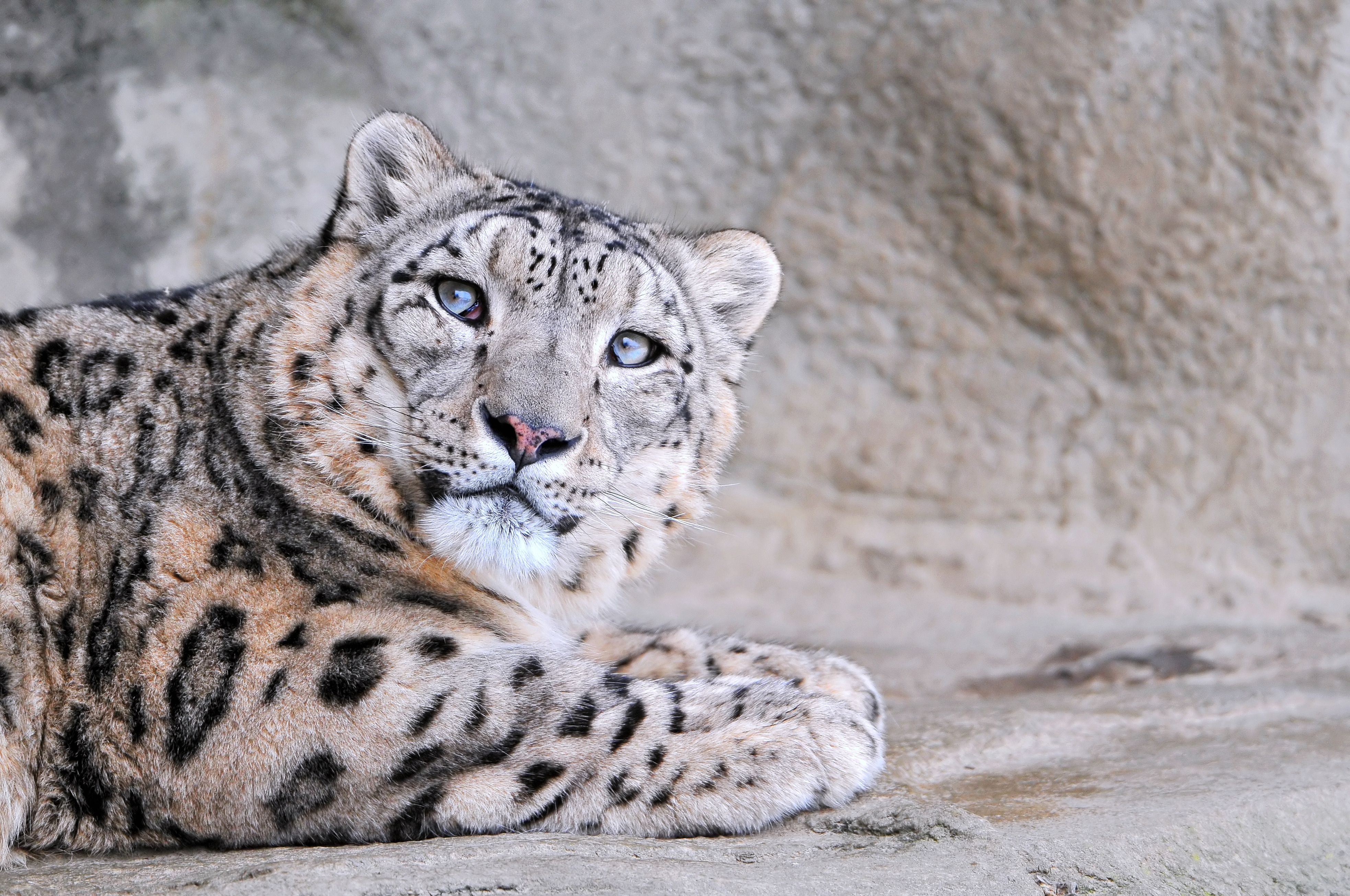 84212 télécharger le fond d'écran snow leopard, animaux, museau, muselière, à pois, boutonneux, vue, opinion - économiseurs d'écran et images gratuitement