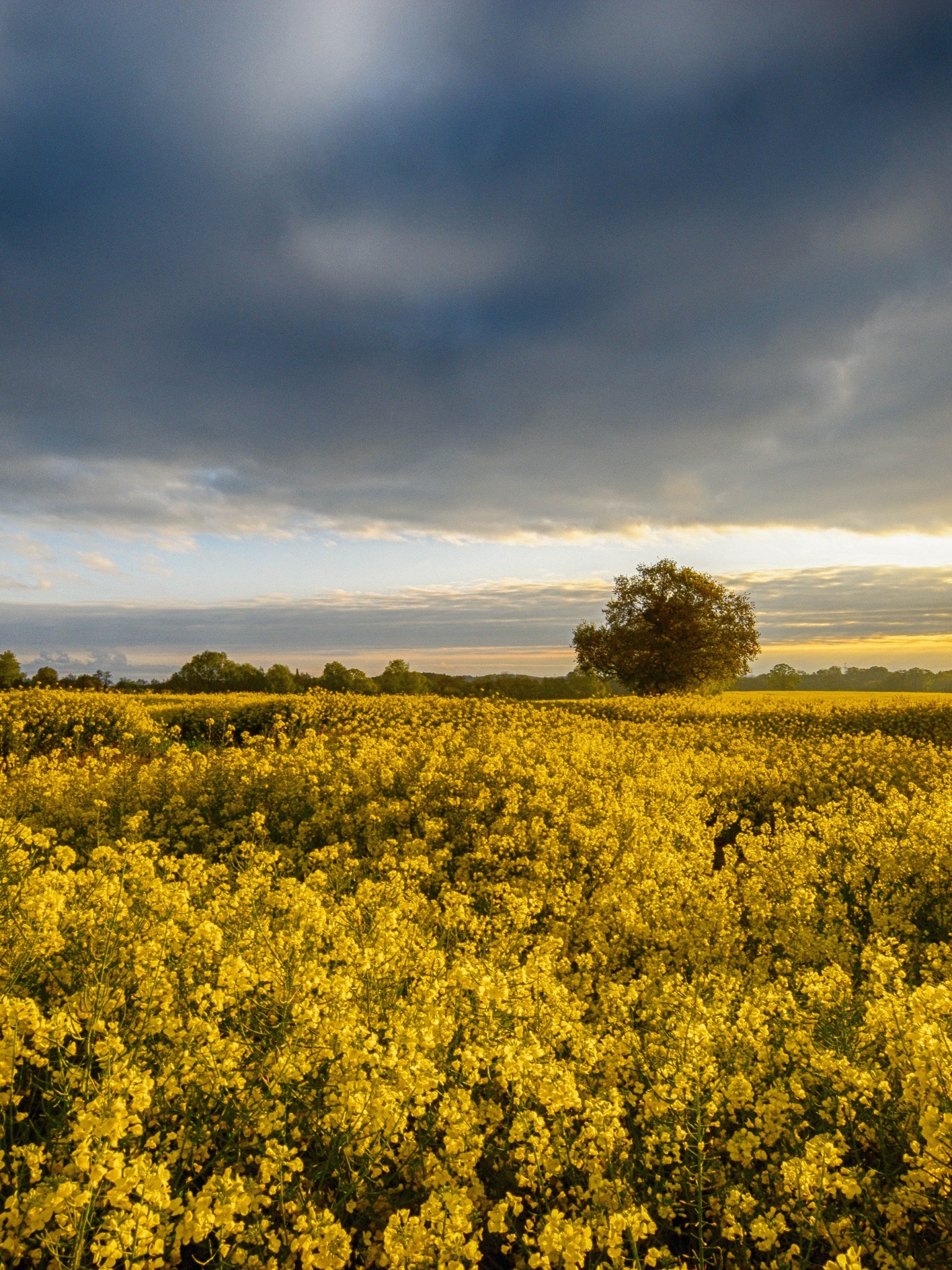 Download mobile wallpaper Landscape, Nature, Earth, Field, Cloud, Yellow Flower, Rapeseed for free.