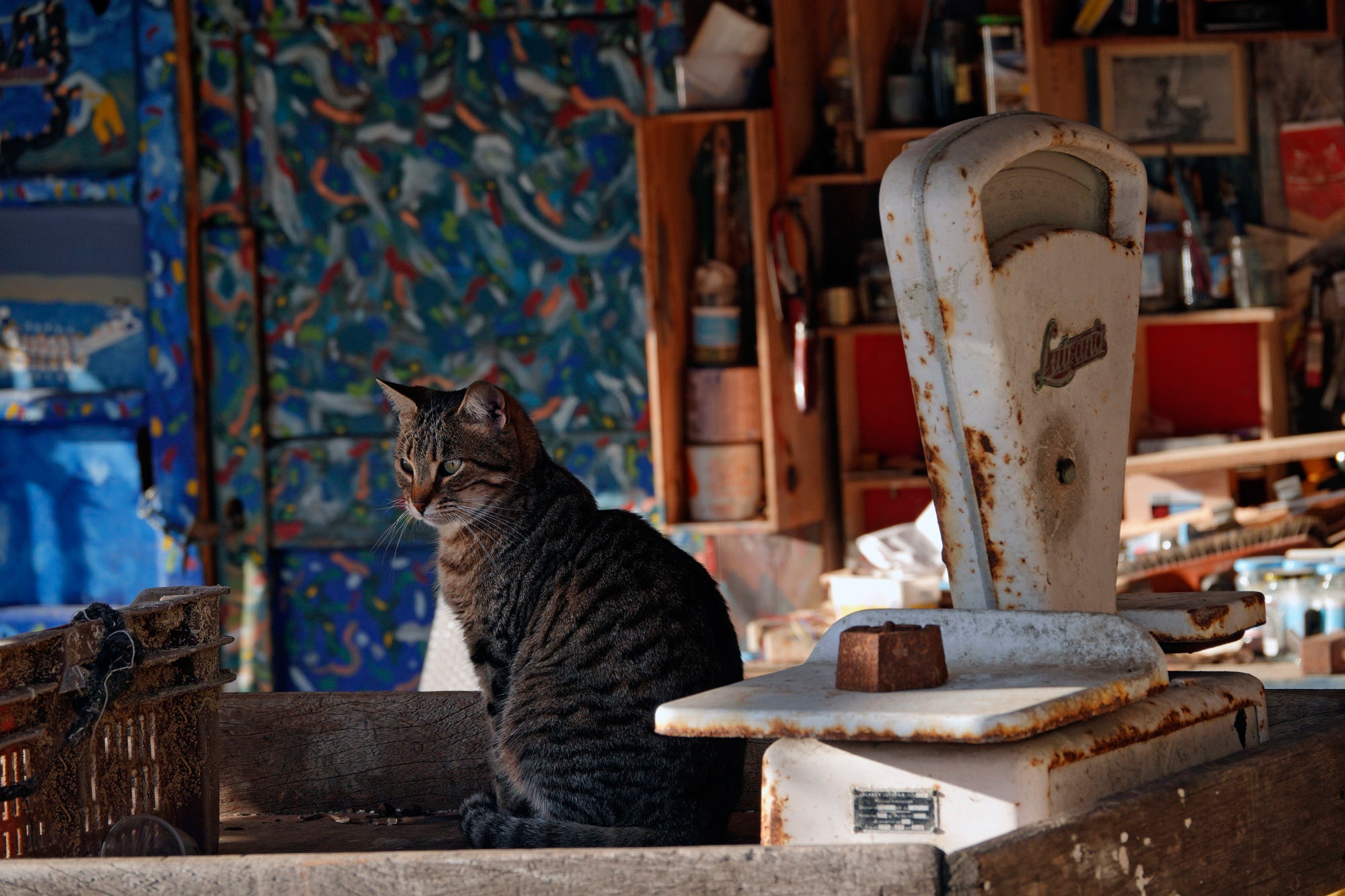 Baixar papel de parede para celular de Animais, Gatos, Gato gratuito.