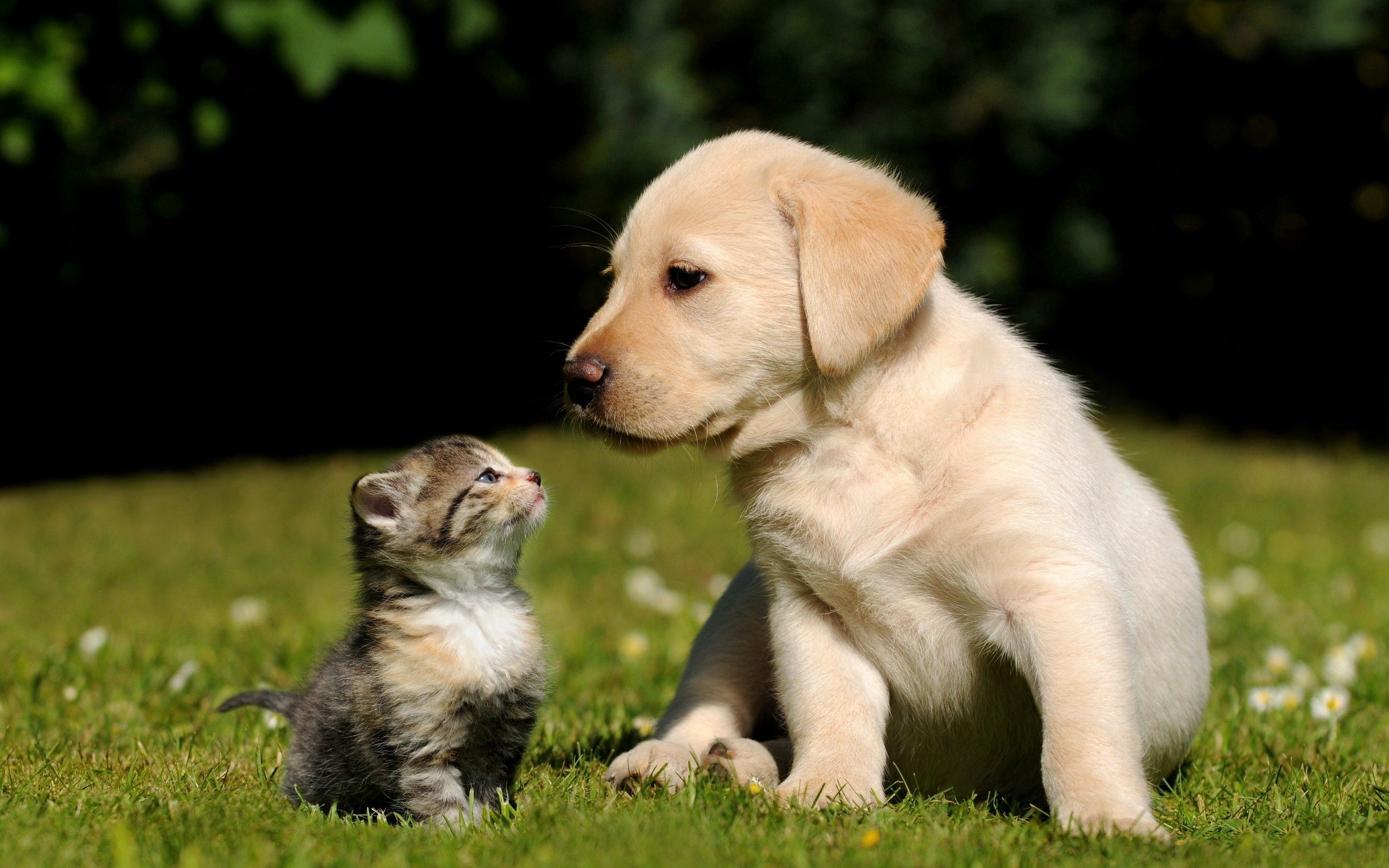 81101画像をダウンロード犬, 猫, 子犬, ネコ, 動物, 草, キティ, 子猫-壁紙とスクリーンセーバーを無料で