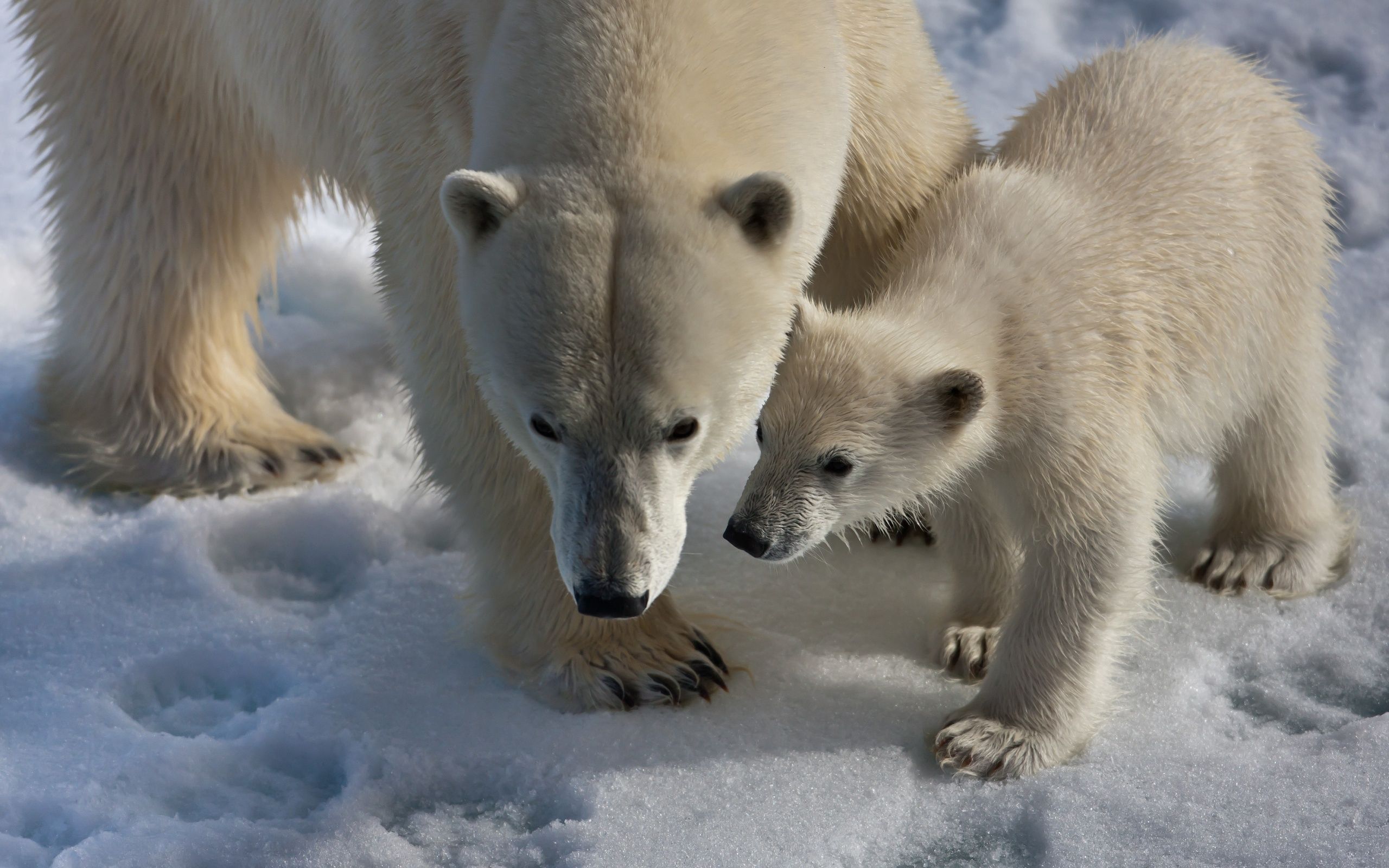 57930 скачать обои животные, снег, прогулка, детеныш, белые медведи, следа - заставки и картинки бесплатно