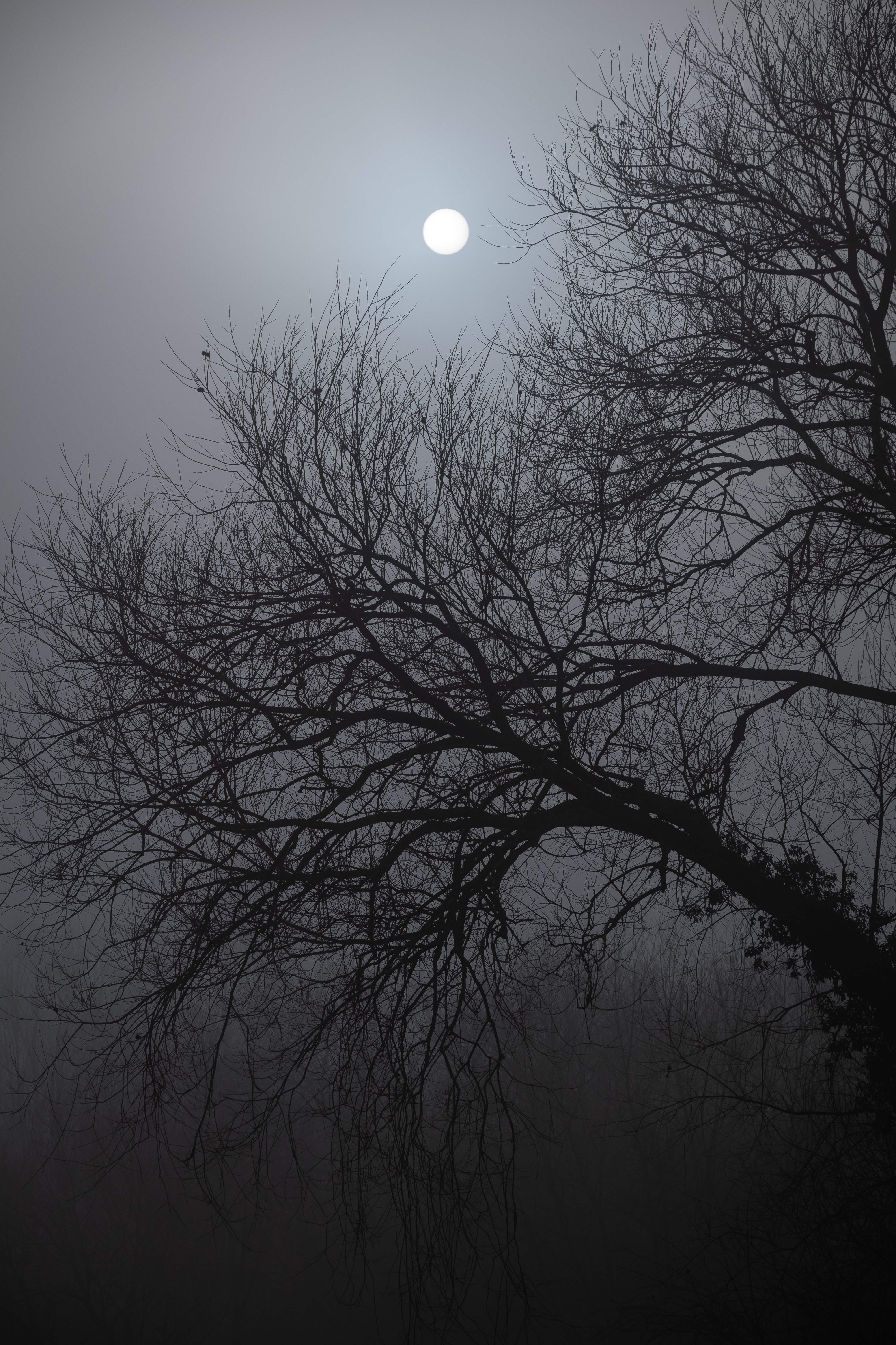 moonlight, dark, nature, night, moon, wood, tree