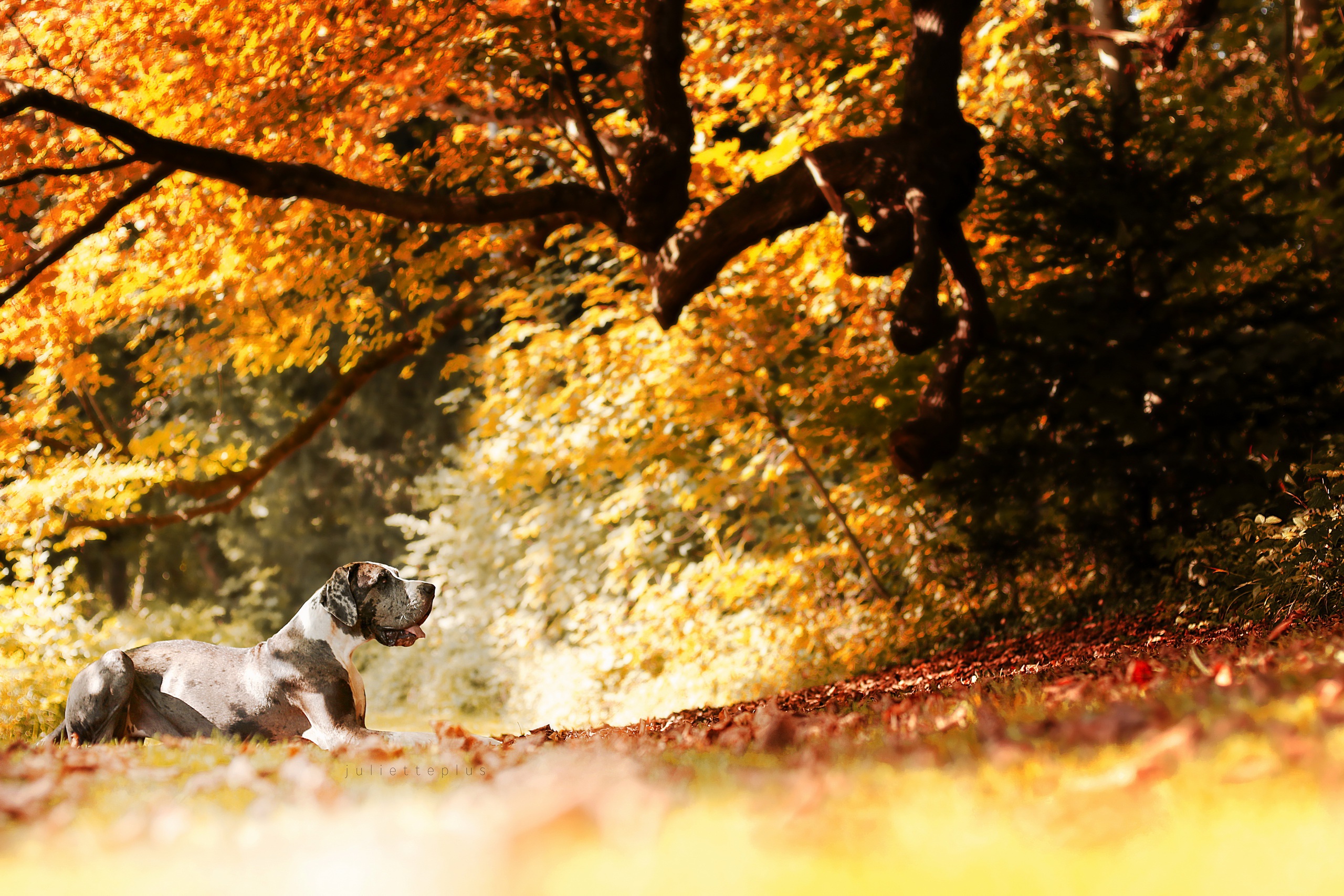 Laden Sie das Tiere, Natur, Hunde, Herbst, Hund, Ast, Sonnig, Deutsche Dogge-Bild kostenlos auf Ihren PC-Desktop herunter