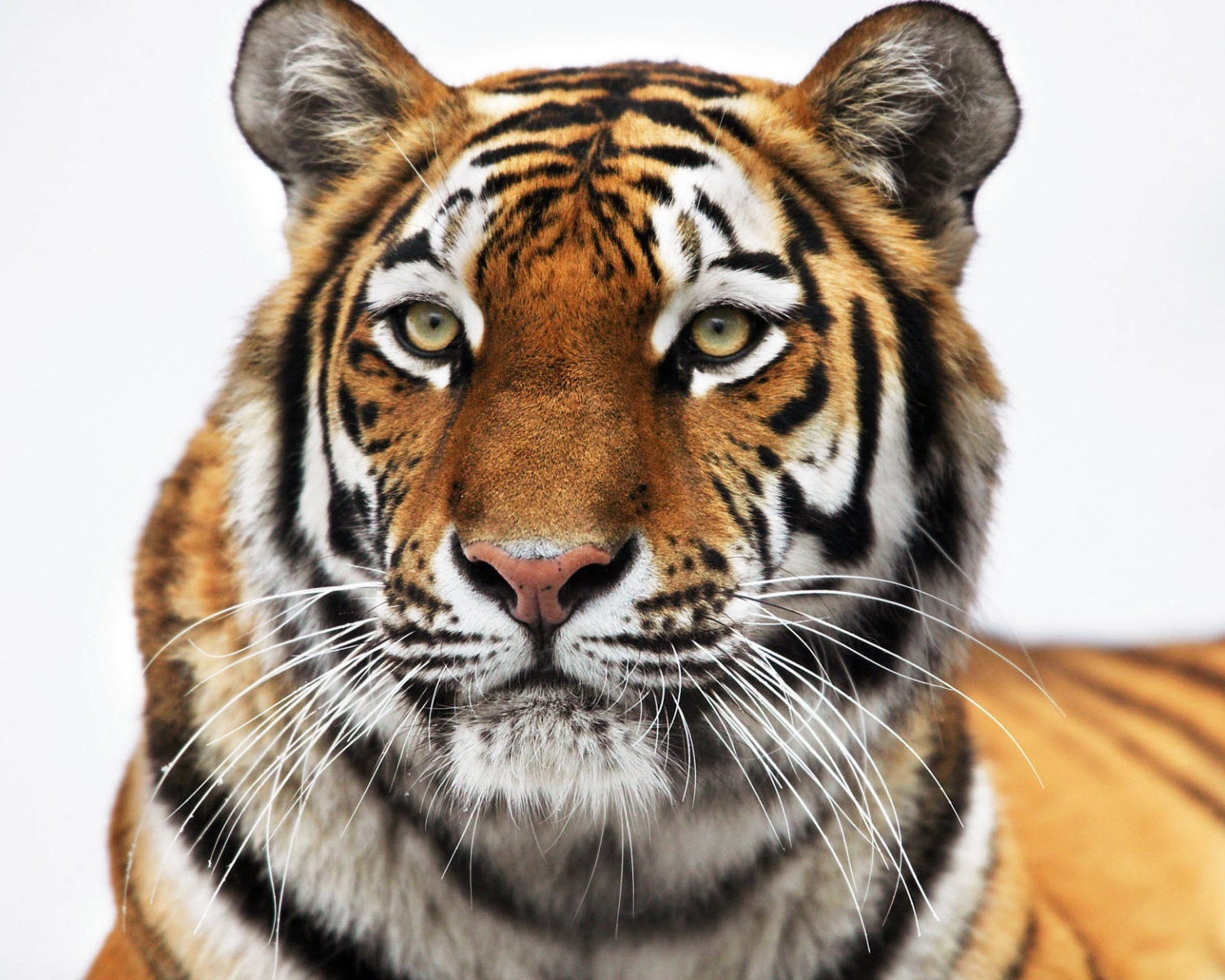 Завантажити шпалери Тигри на телефон безкоштовно
