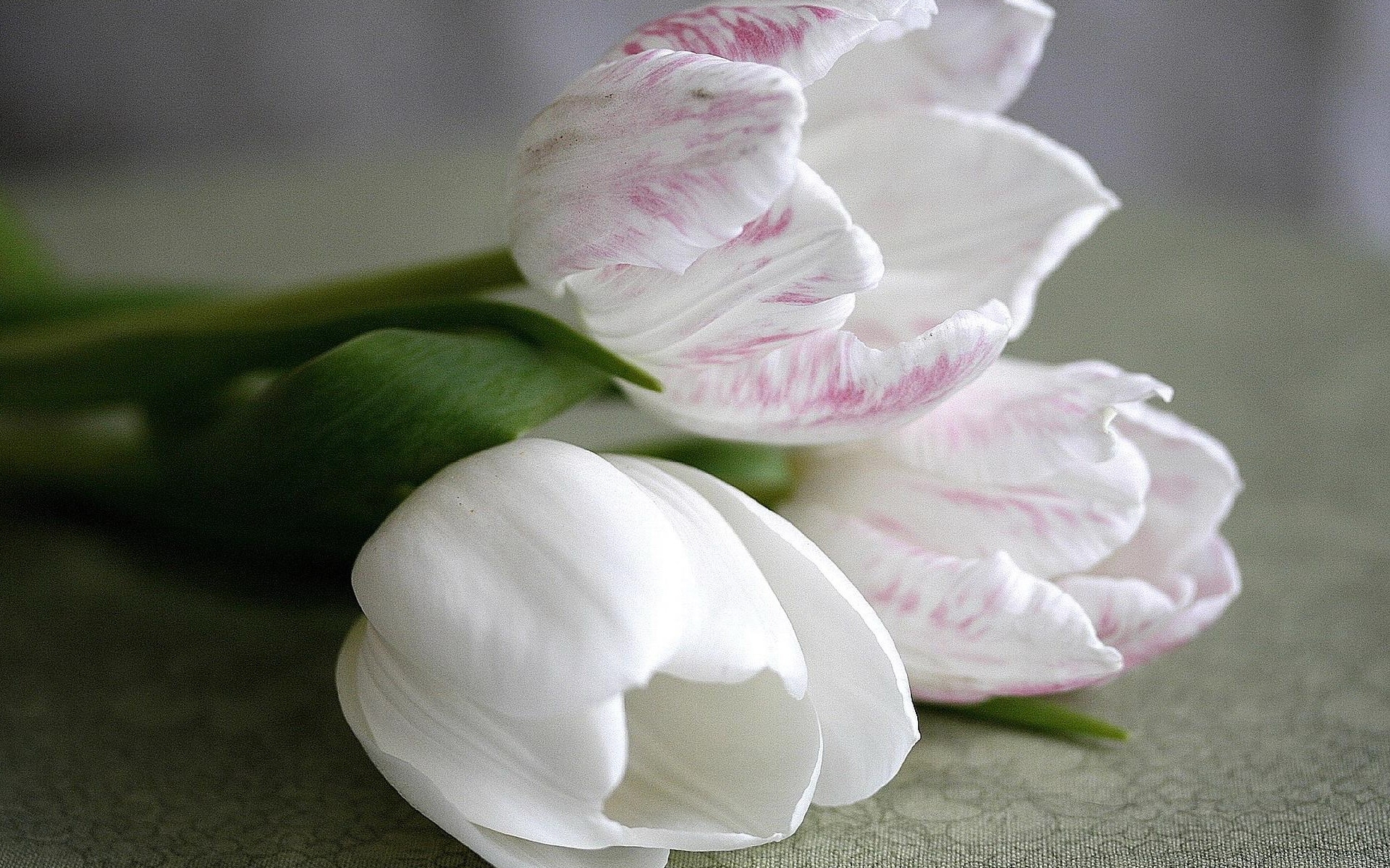 Download mobile wallpaper Flowers, Plants, Tulips, Landscape for free.