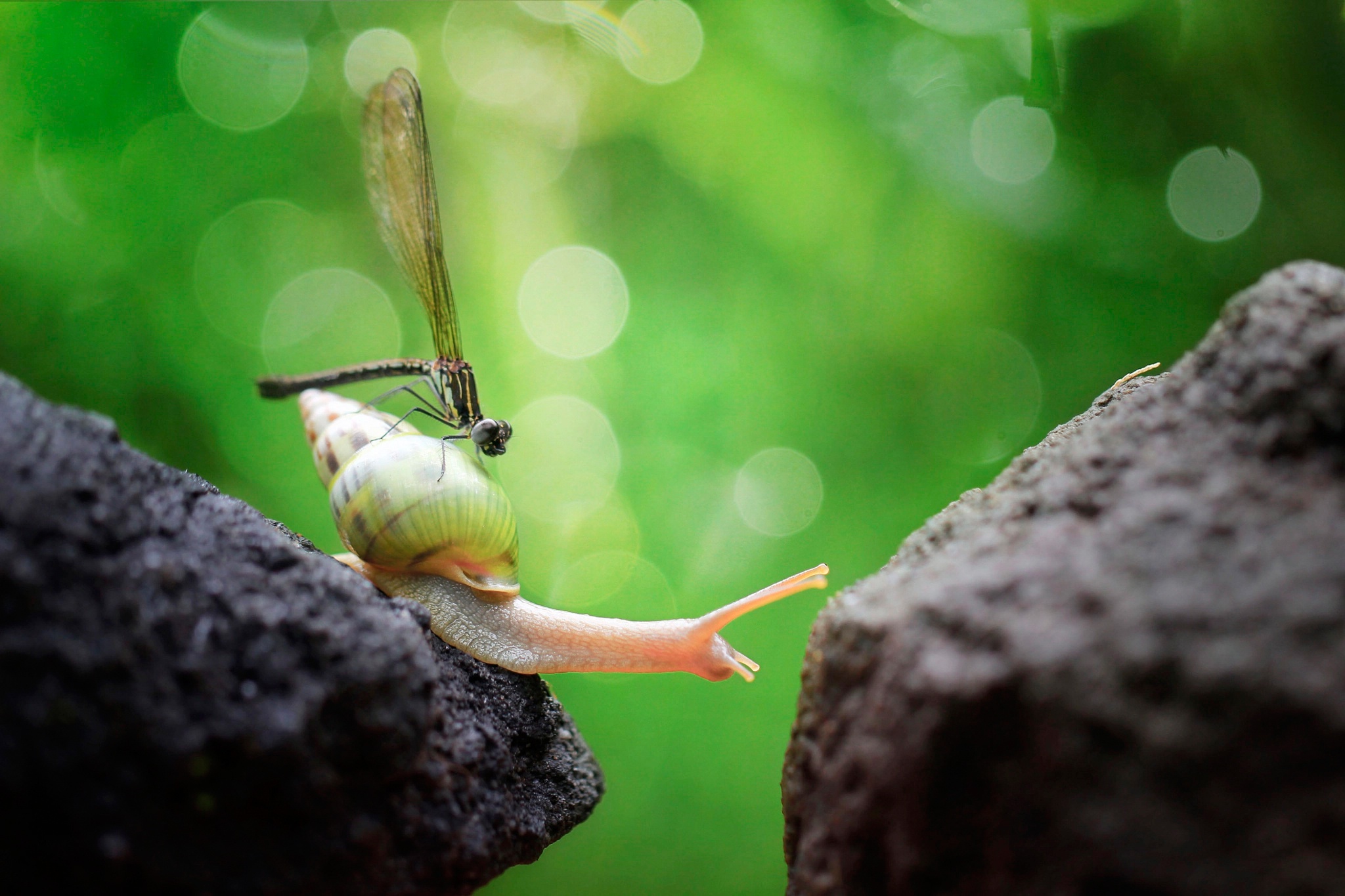Free download wallpaper Macro, Insect, Animal, Snail, Bokeh, Dragonfly on your PC desktop