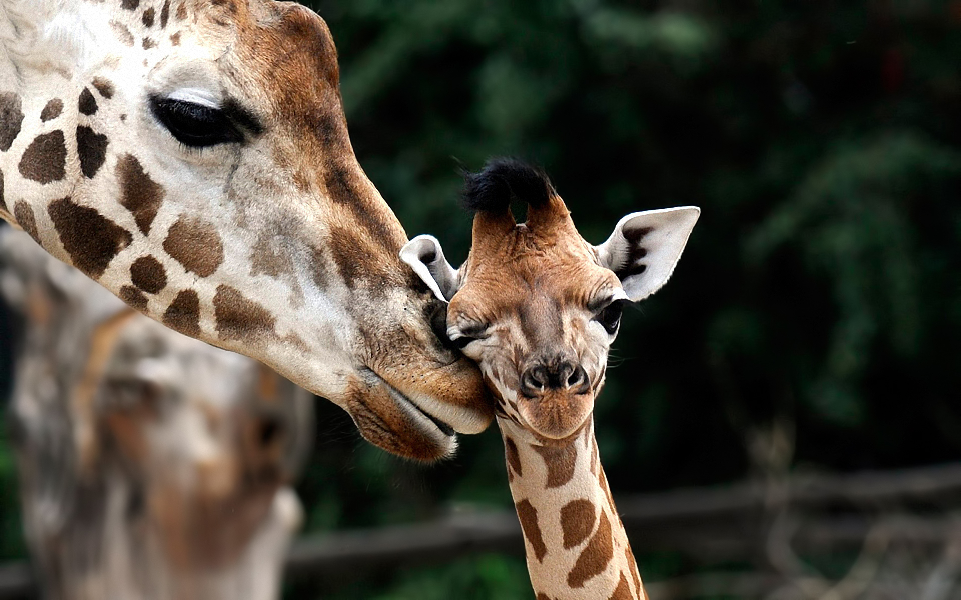 225275 Bild herunterladen giraffe, tiere - Hintergrundbilder und Bildschirmschoner kostenlos