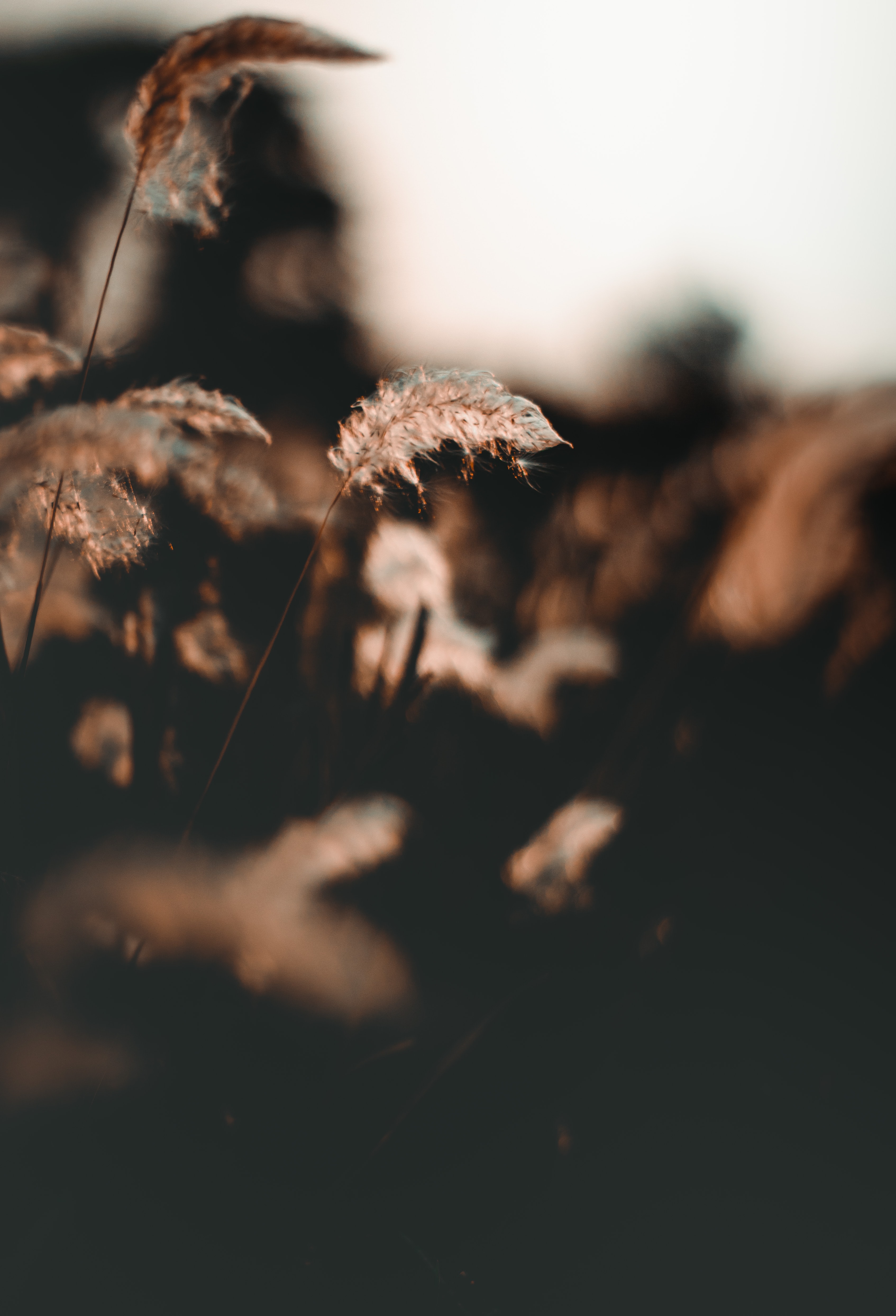 Download mobile wallpaper Fluff, Grass, Ear, Smooth, Fuzz, Nature, Blur, Focus for free.