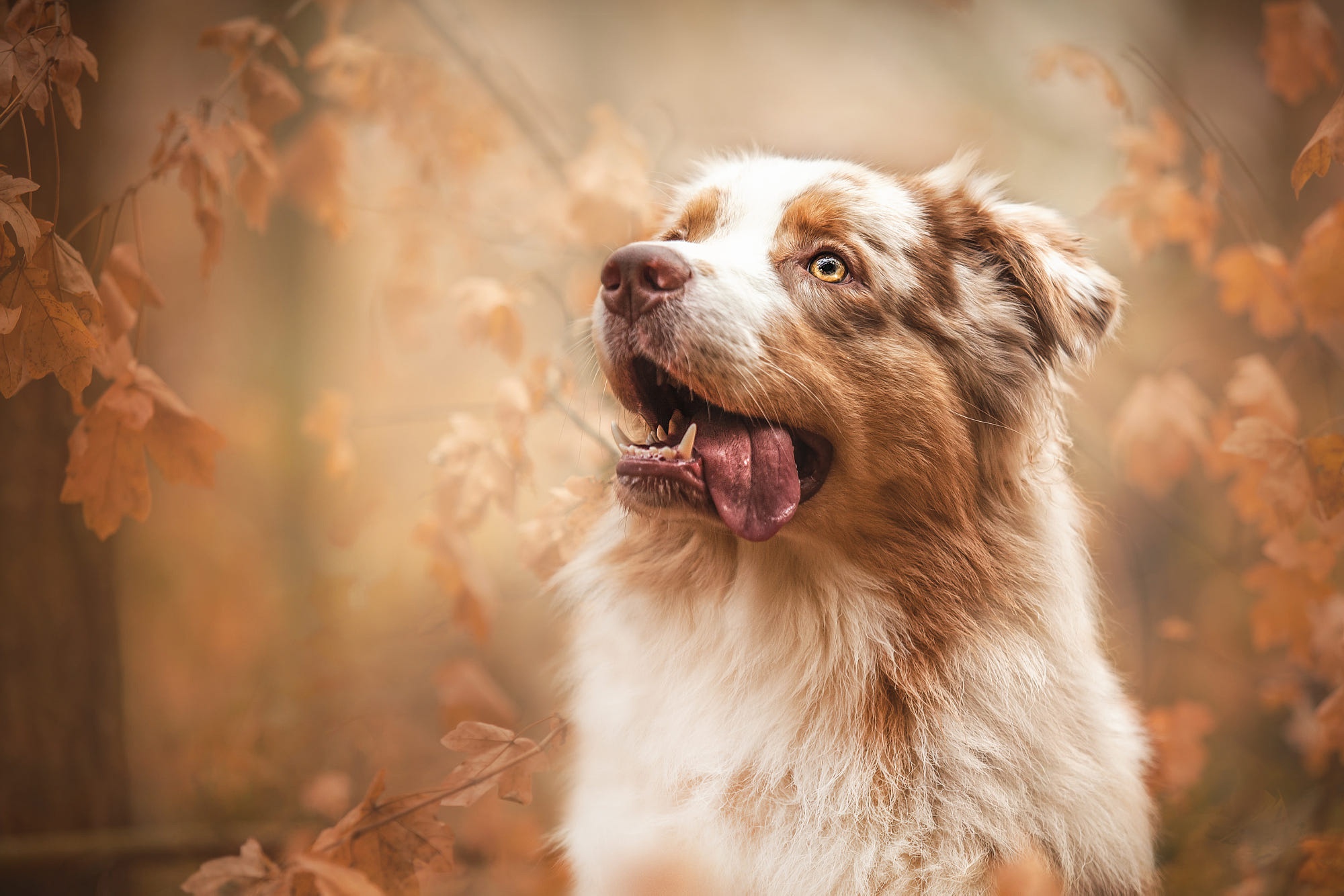 Free download wallpaper Dogs, Dog, Animal, Australian Shepherd on your PC desktop