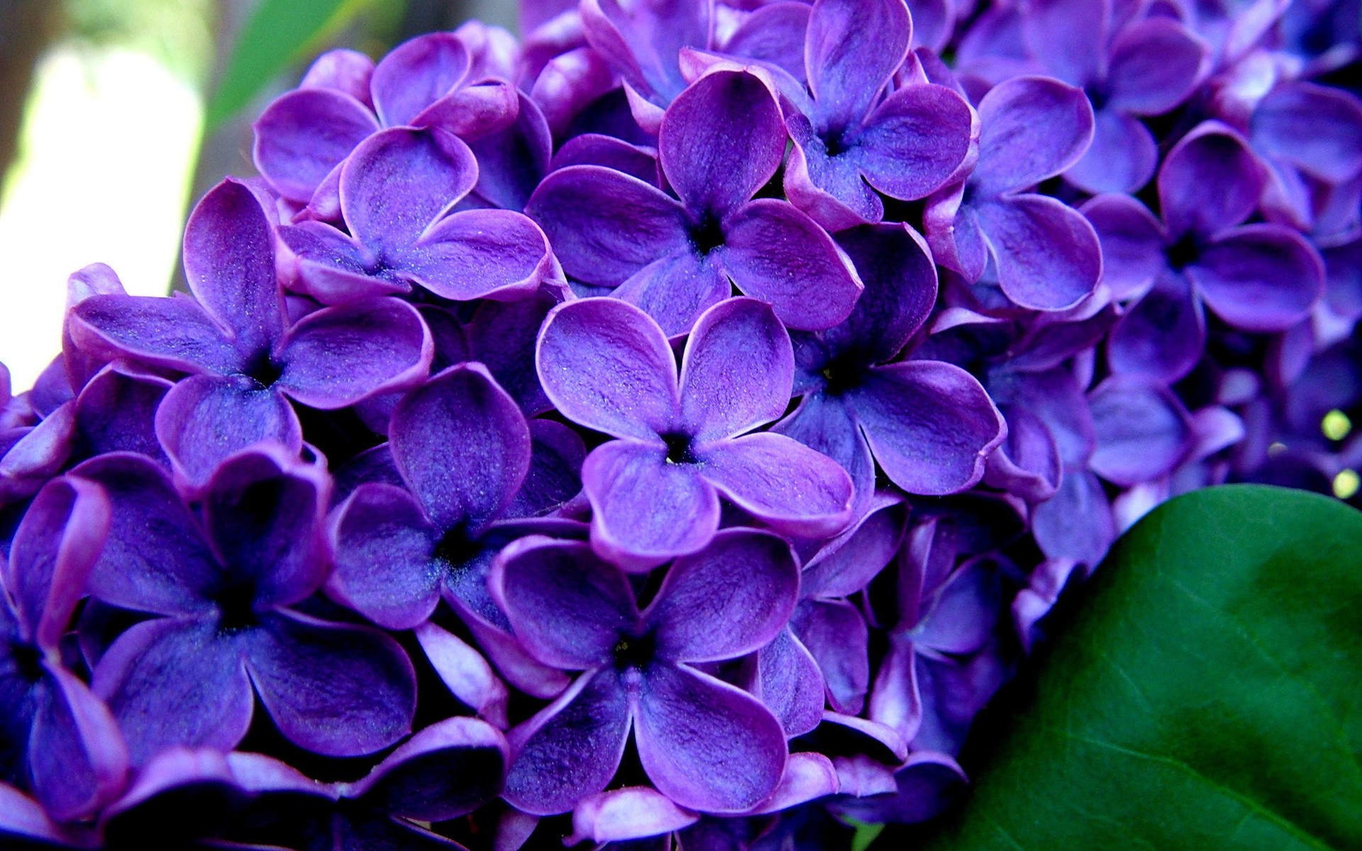earth, lilac, flower, purple flower