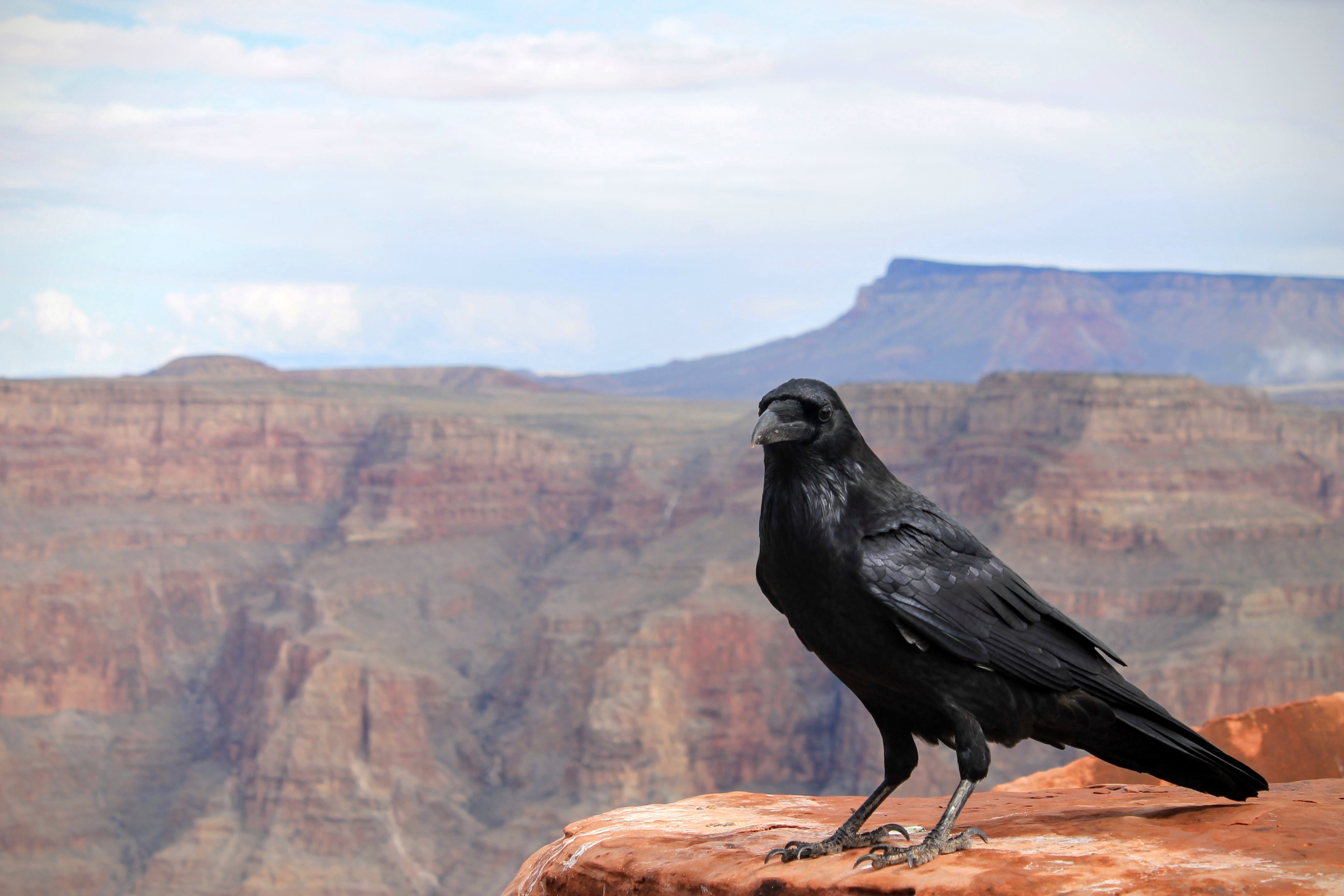 135430 скачать обои ворон, птица, животные, каньон - заставки и картинки бесплатно
