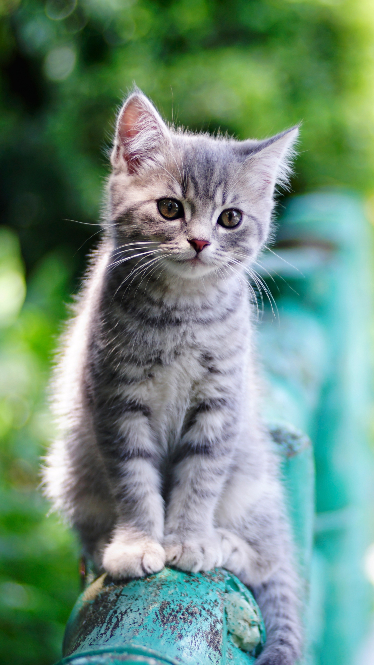 Download mobile wallpaper Cats, Cat, Kitten, Animal, Baby Animal, Depth Of Field for free.