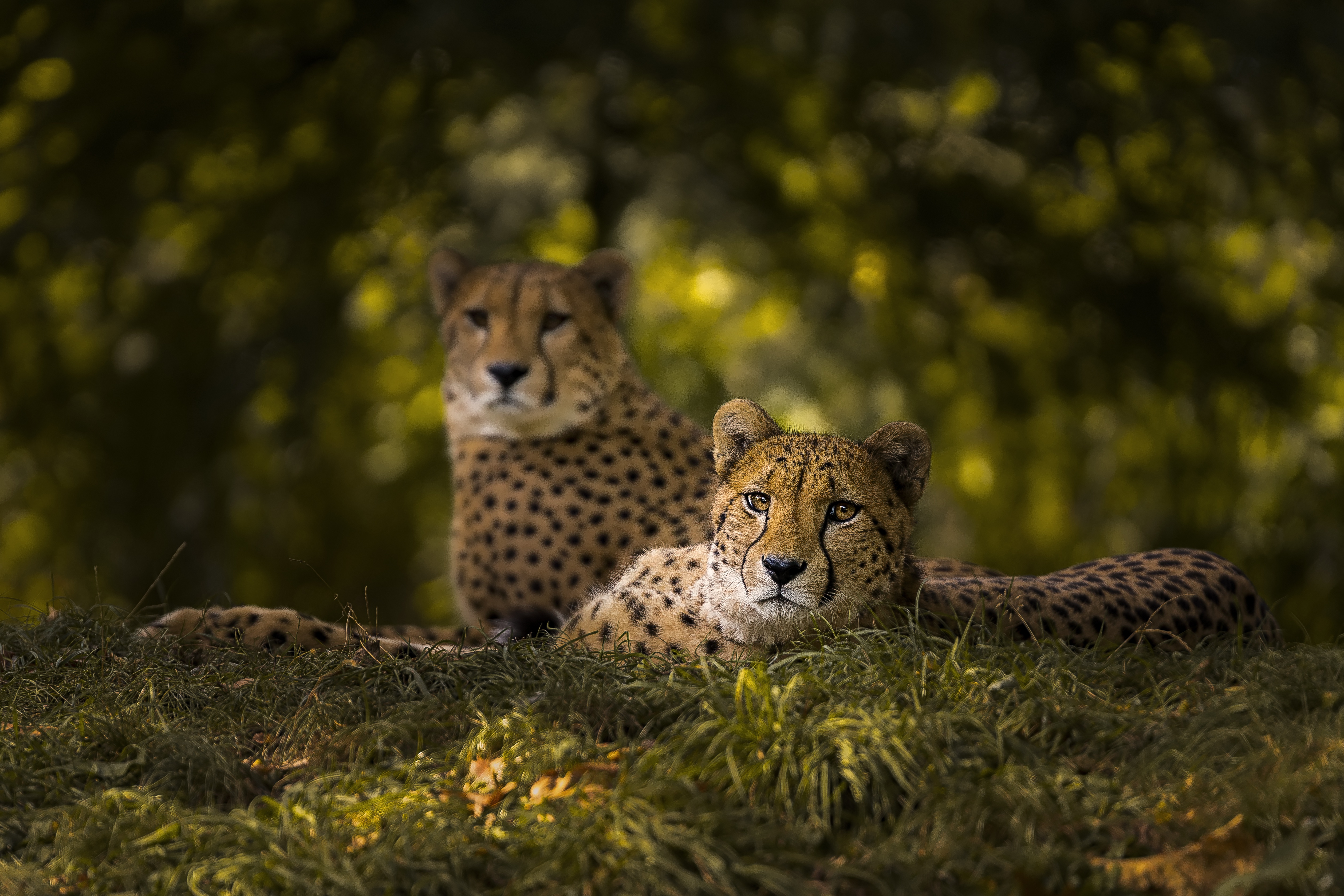 Free download wallpaper Cheetah, Cats, Animal on your PC desktop