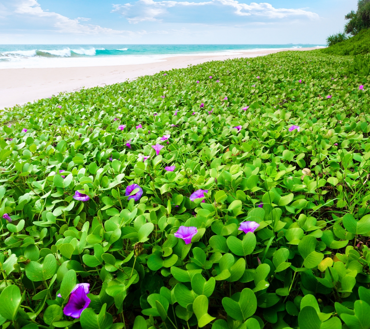 Laden Sie das Blumen, Blume, Erde/natur-Bild kostenlos auf Ihren PC-Desktop herunter