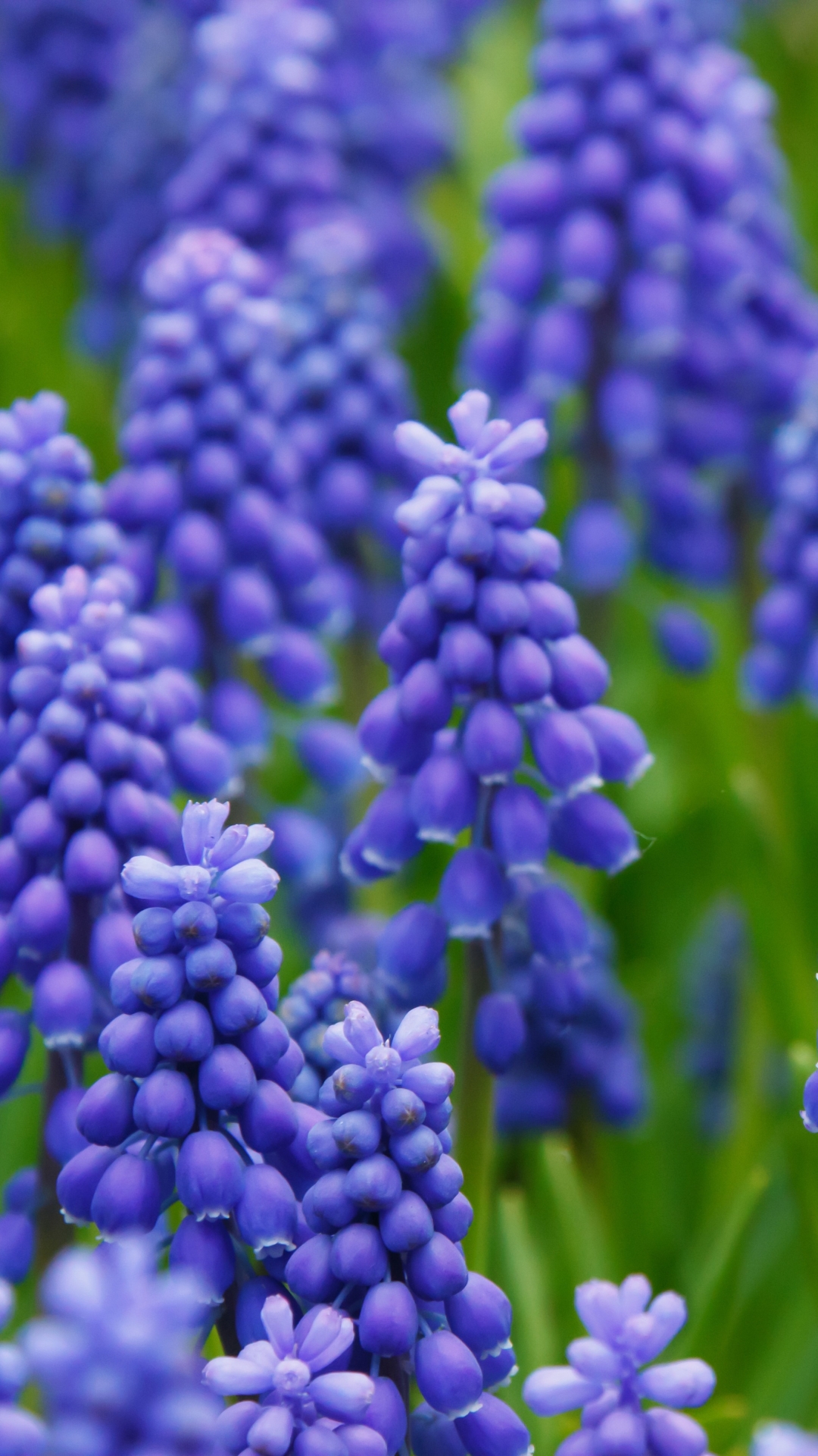 Download mobile wallpaper Nature, Flowers, Hyacinth, Flower, Earth, Purple Flower for free.
