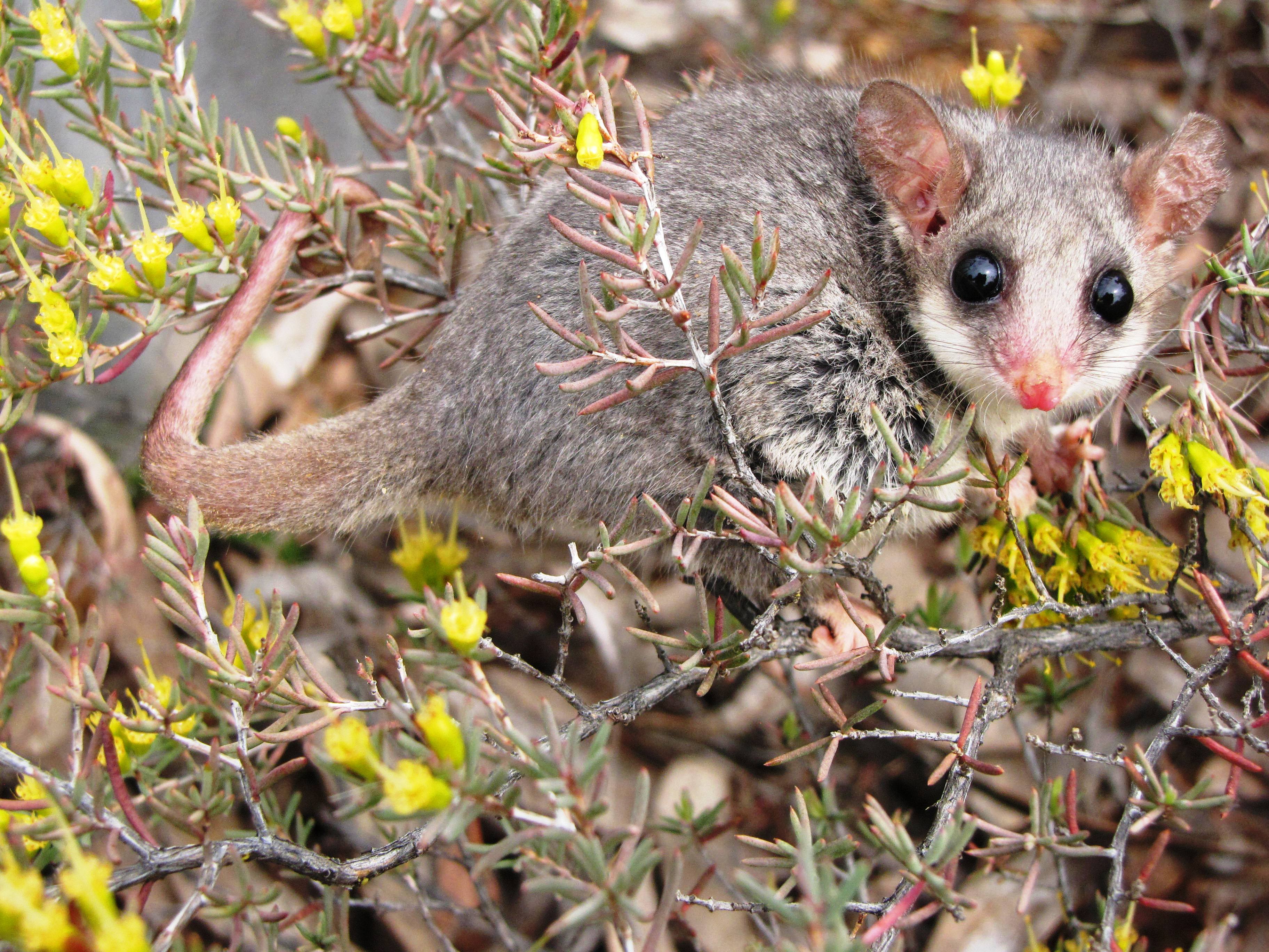744941 Hintergrundbild herunterladen tiere, opossum, australien, östliches pygmäen opossum, beuteltier - Bildschirmschoner und Bilder kostenlos