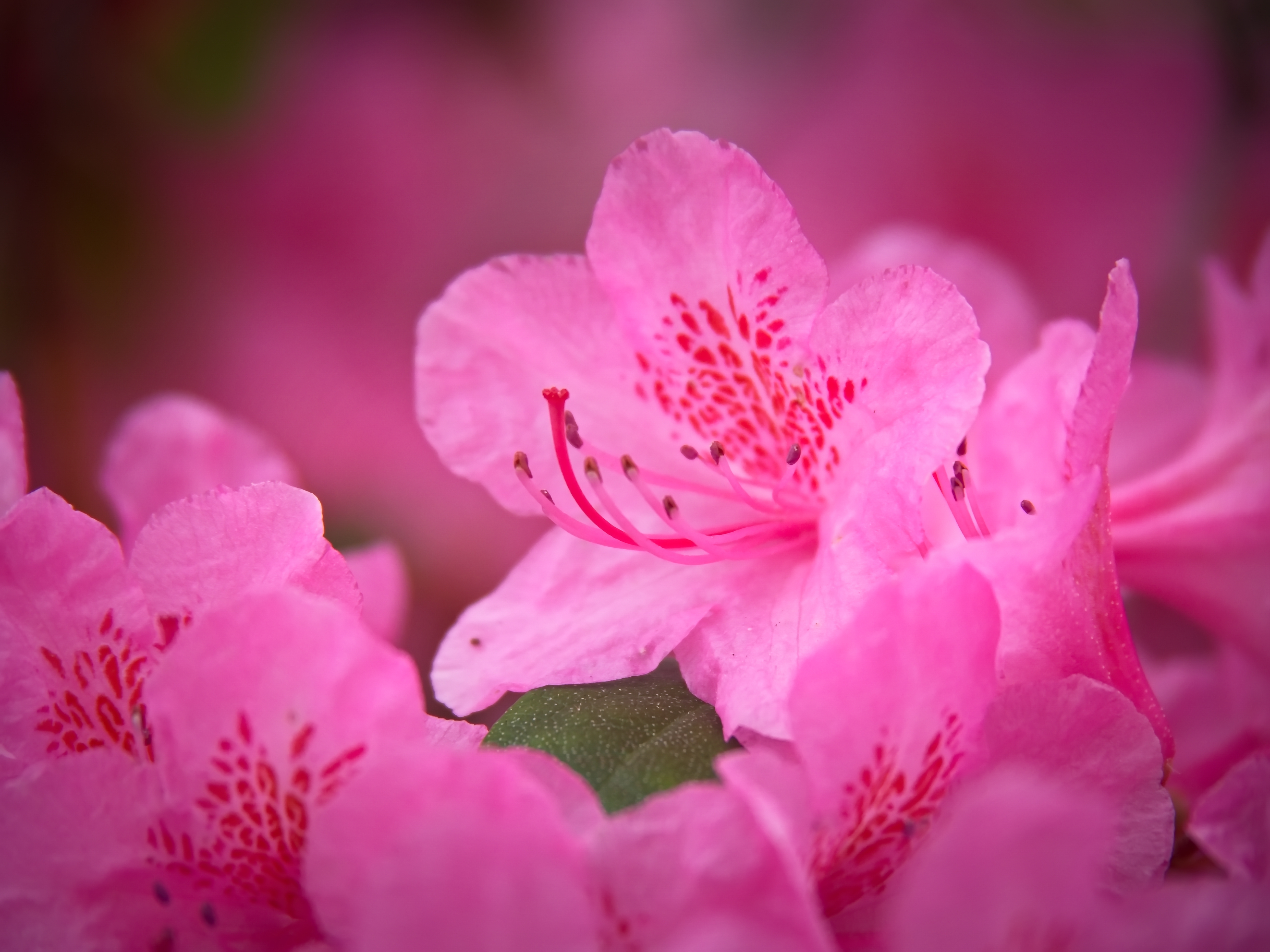 flowers, pink, flower, macro, petals